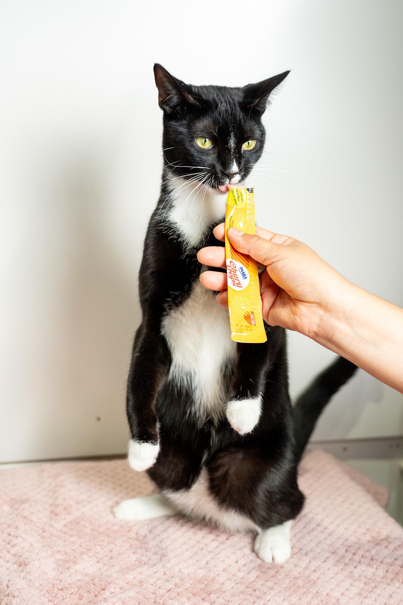 Enlarge Savvy Son, a Adopted Domestic Short Hair in Los Angeles, CA image 3/3