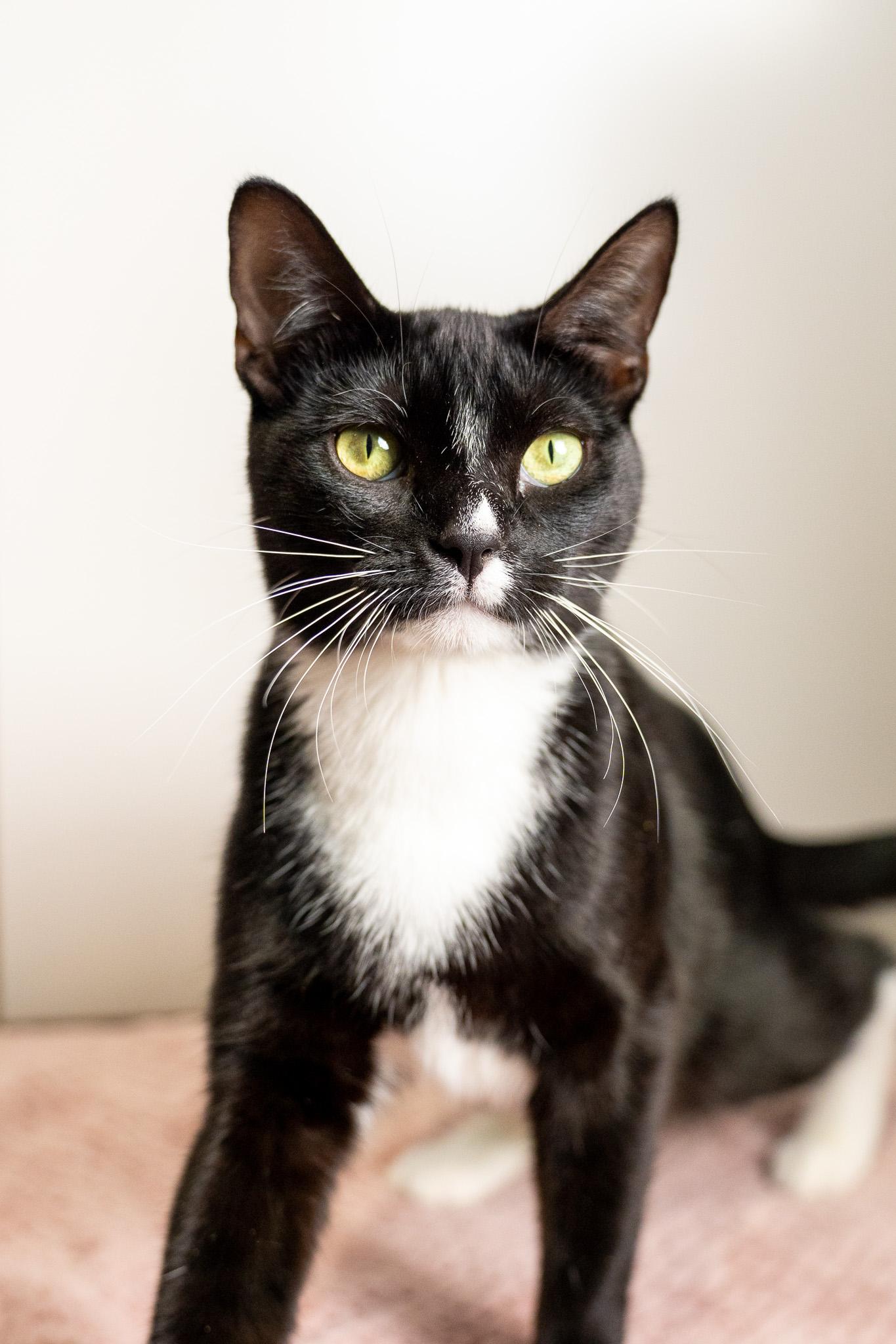 Enlarge Savvy Son, a Adopted Domestic Short Hair in Los Angeles, CA image 2/3