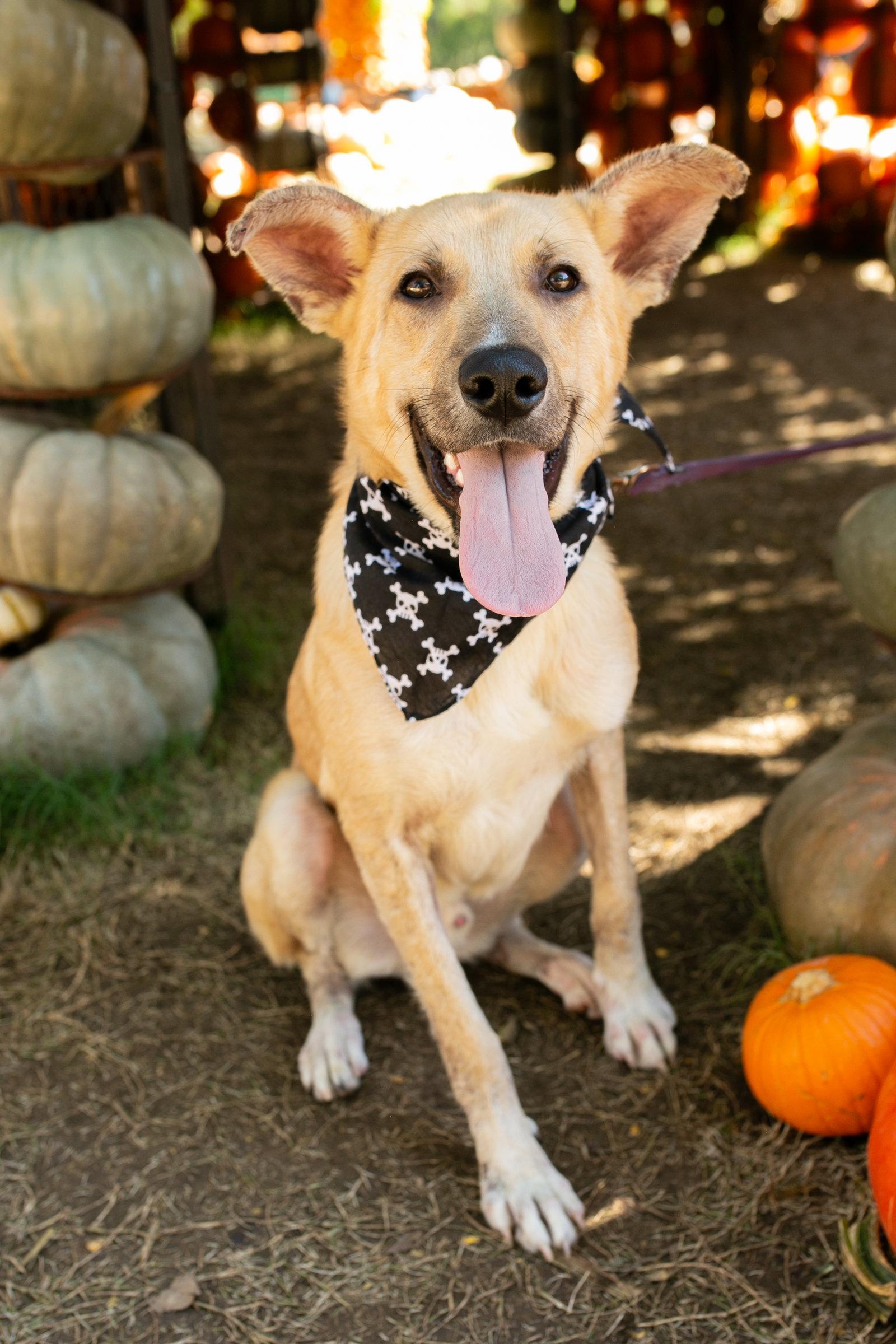 Poncho, Adoptable, Young Male Carolina Dog & Belgian Shepherd / Sheepdog.