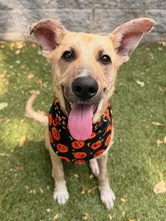 Enlarge Poncho, a Adoptable mixed breed in Nashville, TN image 2/2