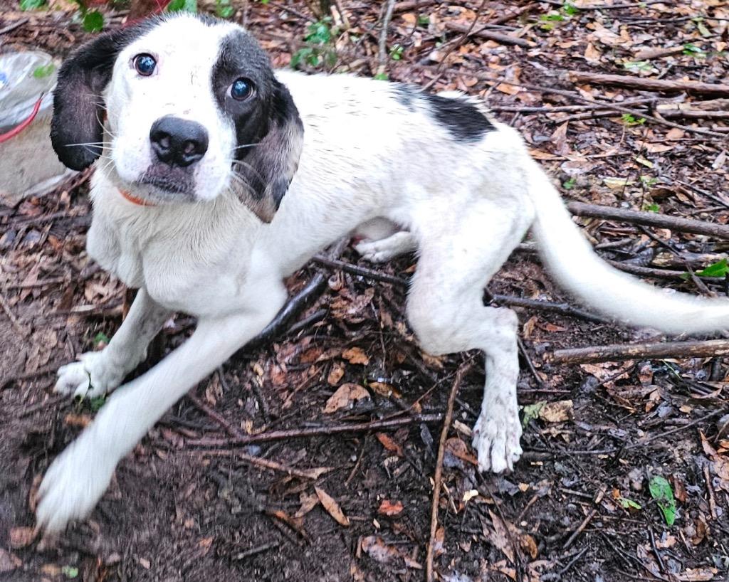 Buttons, Adoptable, Adult Male Mixed Breed.