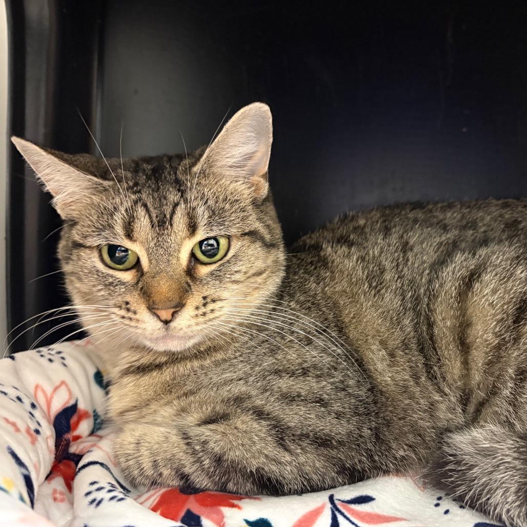 Enlarge Pretzel, a Adoptable Domestic Short Hair in Nashville, TN image 1/6