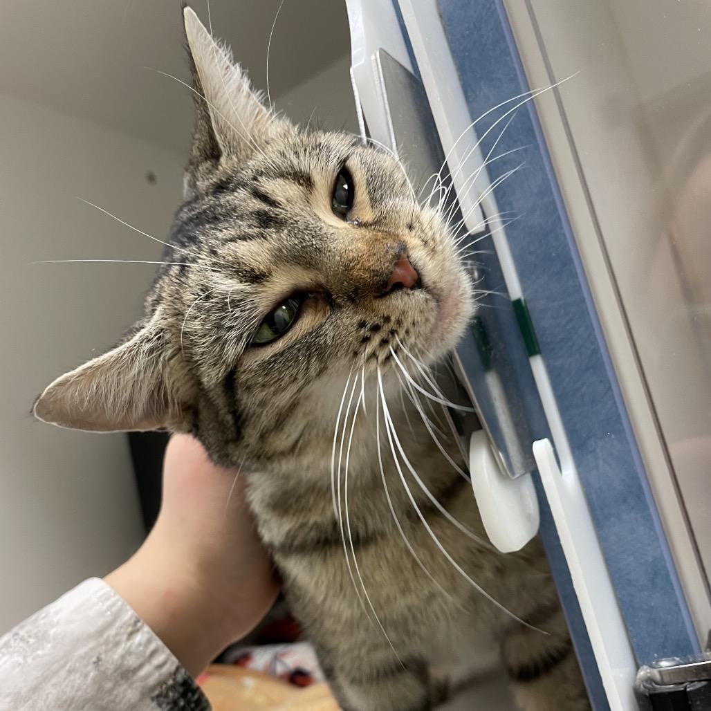 Enlarge Pretzel, a Adoptable Domestic Short Hair in Nashville, TN image 2/6