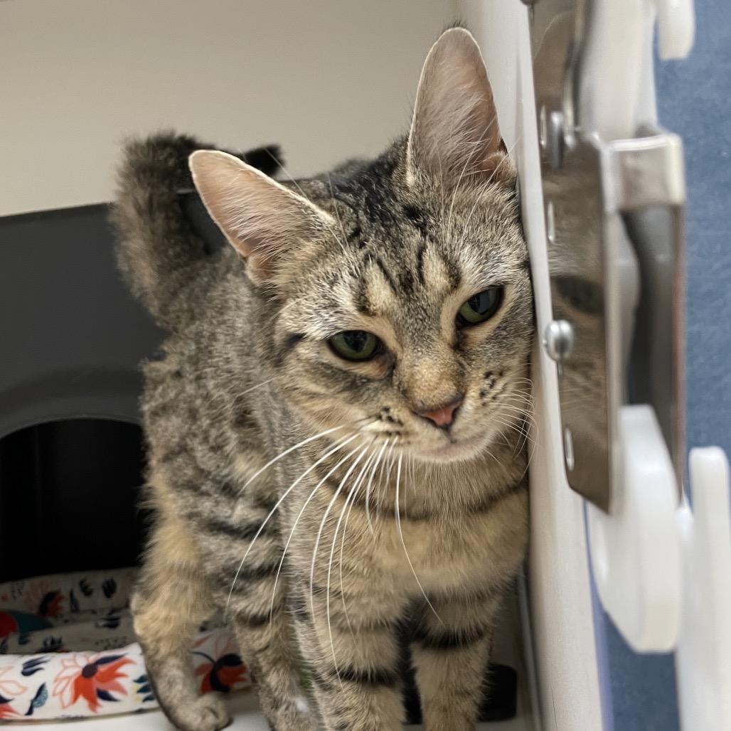 Enlarge Pretzel, a Adoptable Domestic Short Hair in Nashville, TN image 3/6