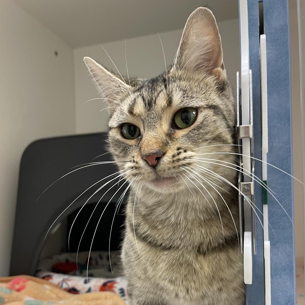 Enlarge Pretzel, a Adoptable Domestic Short Hair in Nashville, TN image 4/6