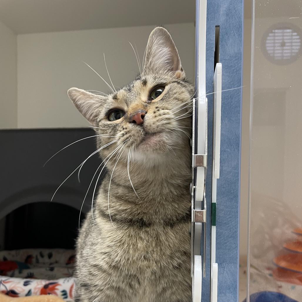 Enlarge Pretzel, a Adoptable Domestic Short Hair in Nashville, TN image 5/6