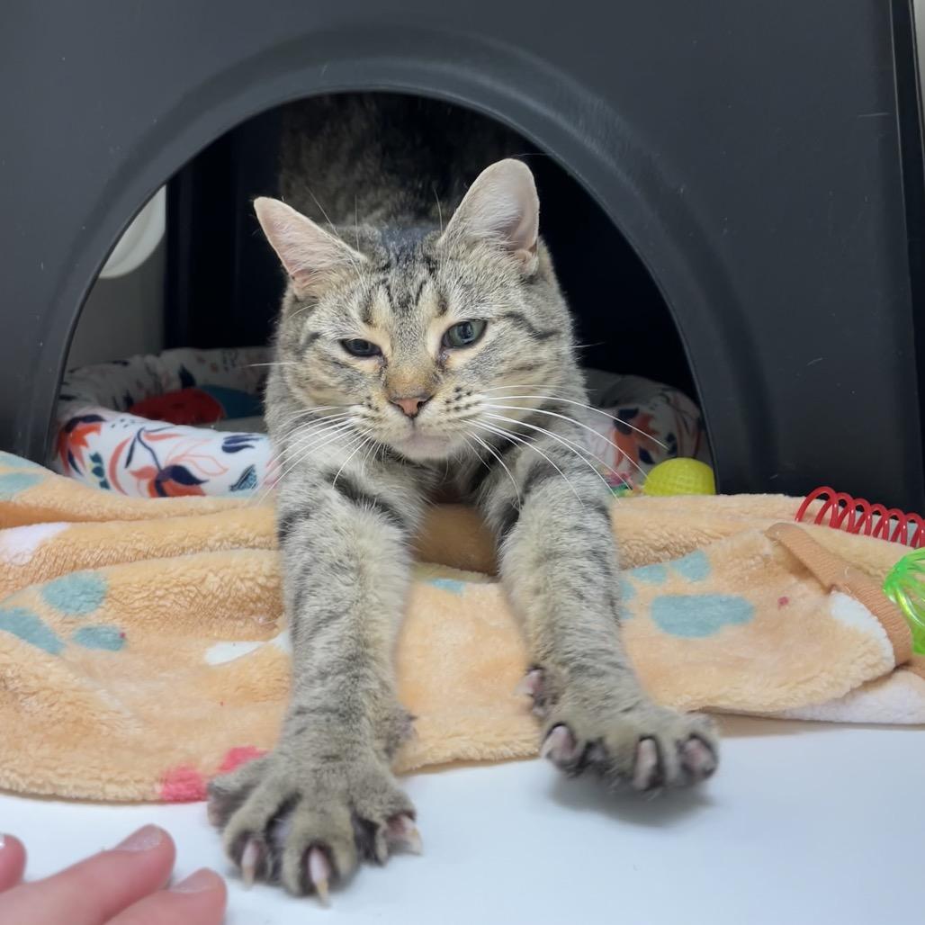 Enlarge Pretzel, a Adoptable Domestic Short Hair in Nashville, TN image 6/6