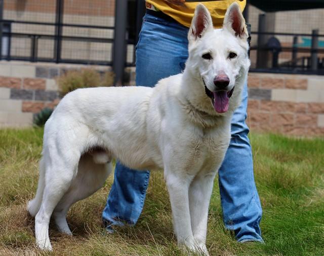DENVER, Adoptable, Young Male German Shepherd Dog.