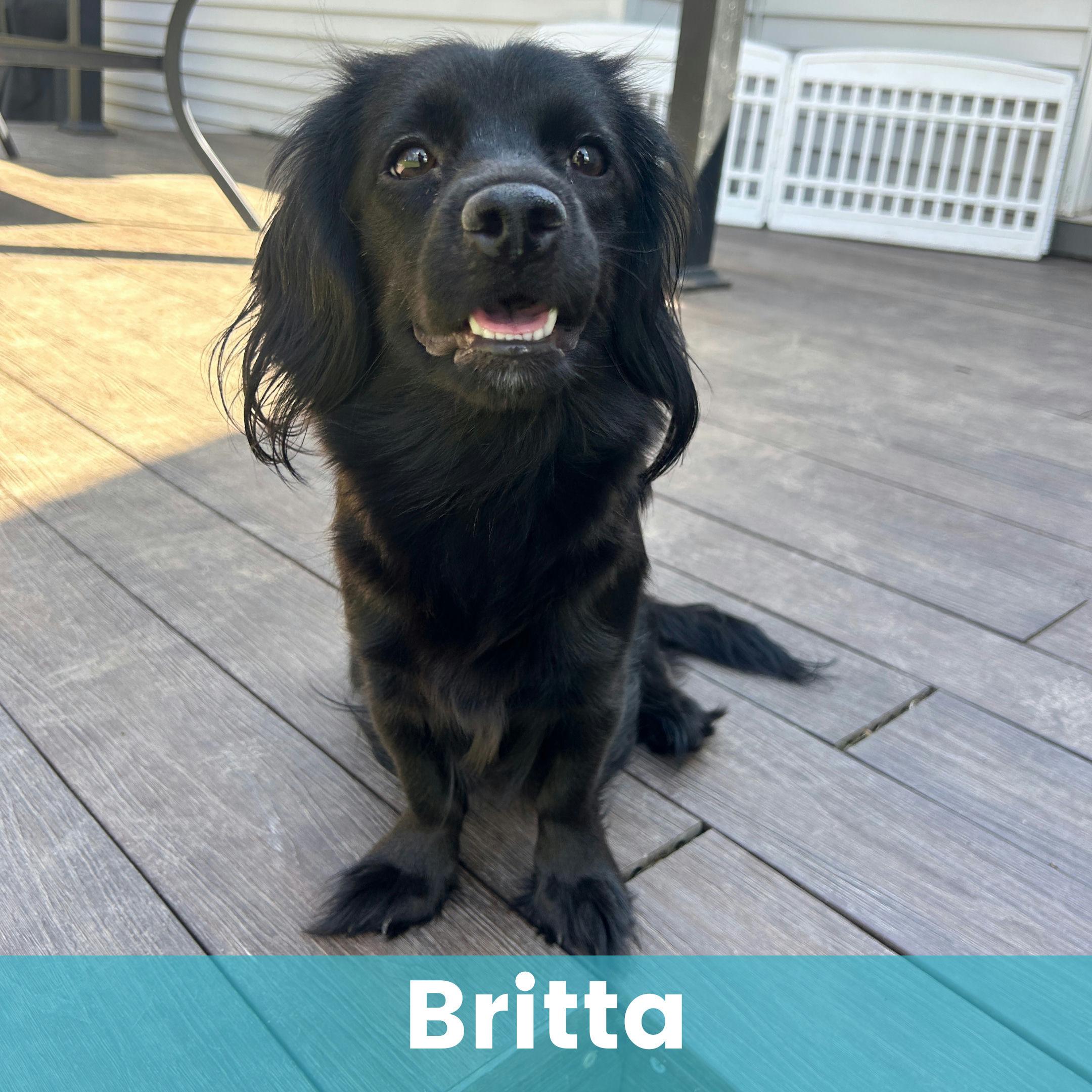 Britta, Young Female Mixed Breed