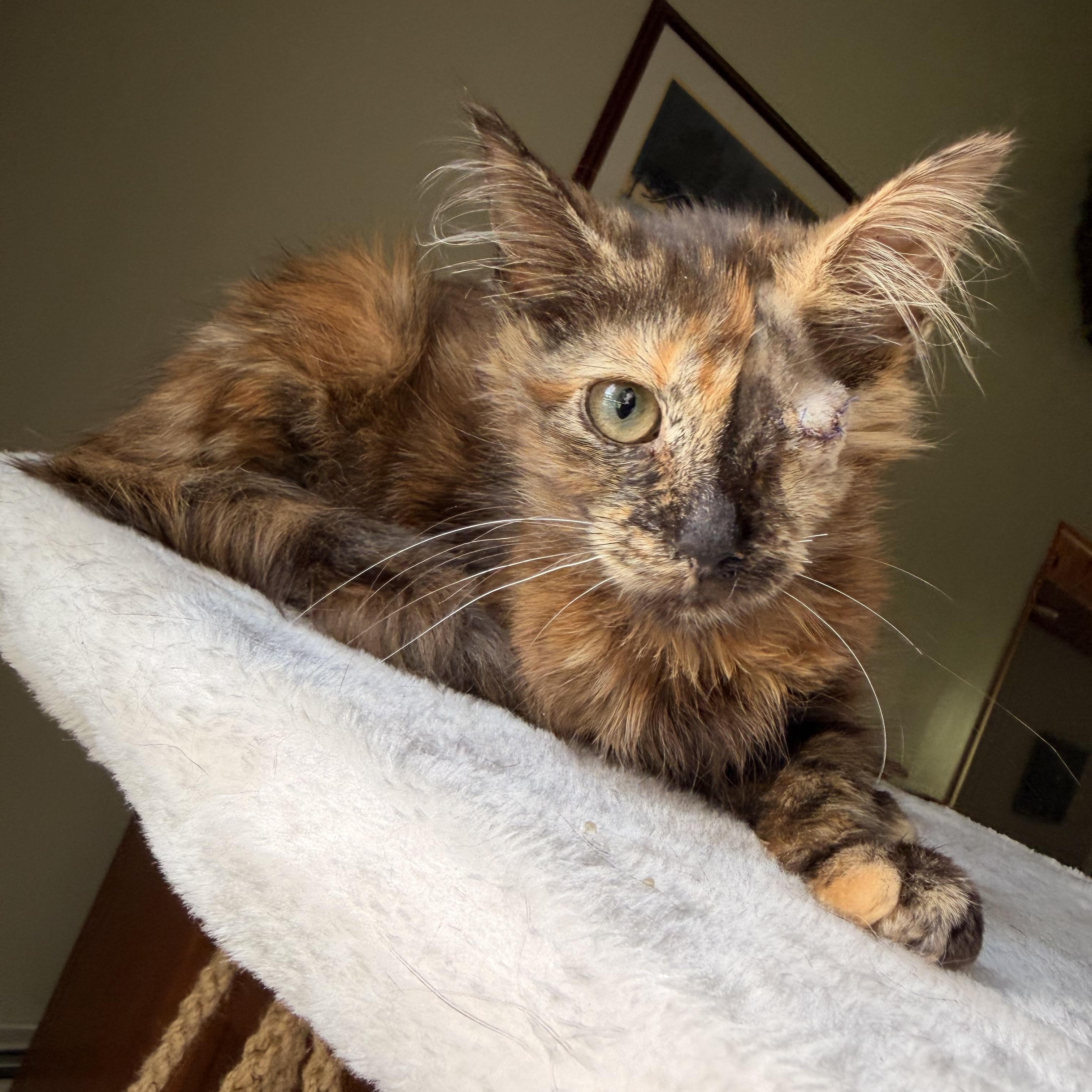 Sonar, Adopted, Kitten Female Domestic Medium Hair.