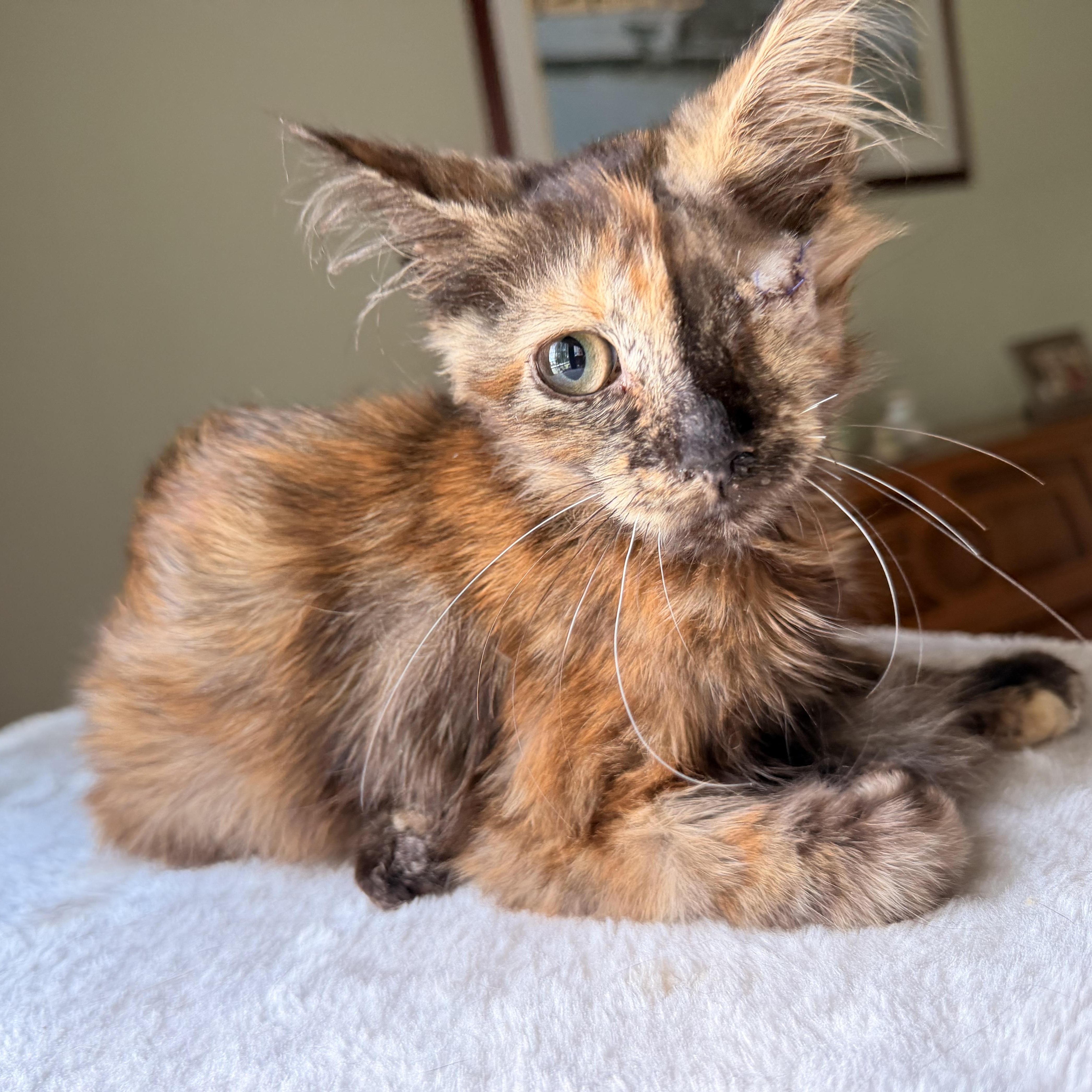 Enlarge Sonar, a Adopted Domestic Medium Hair in Scranton, PA image 3/6