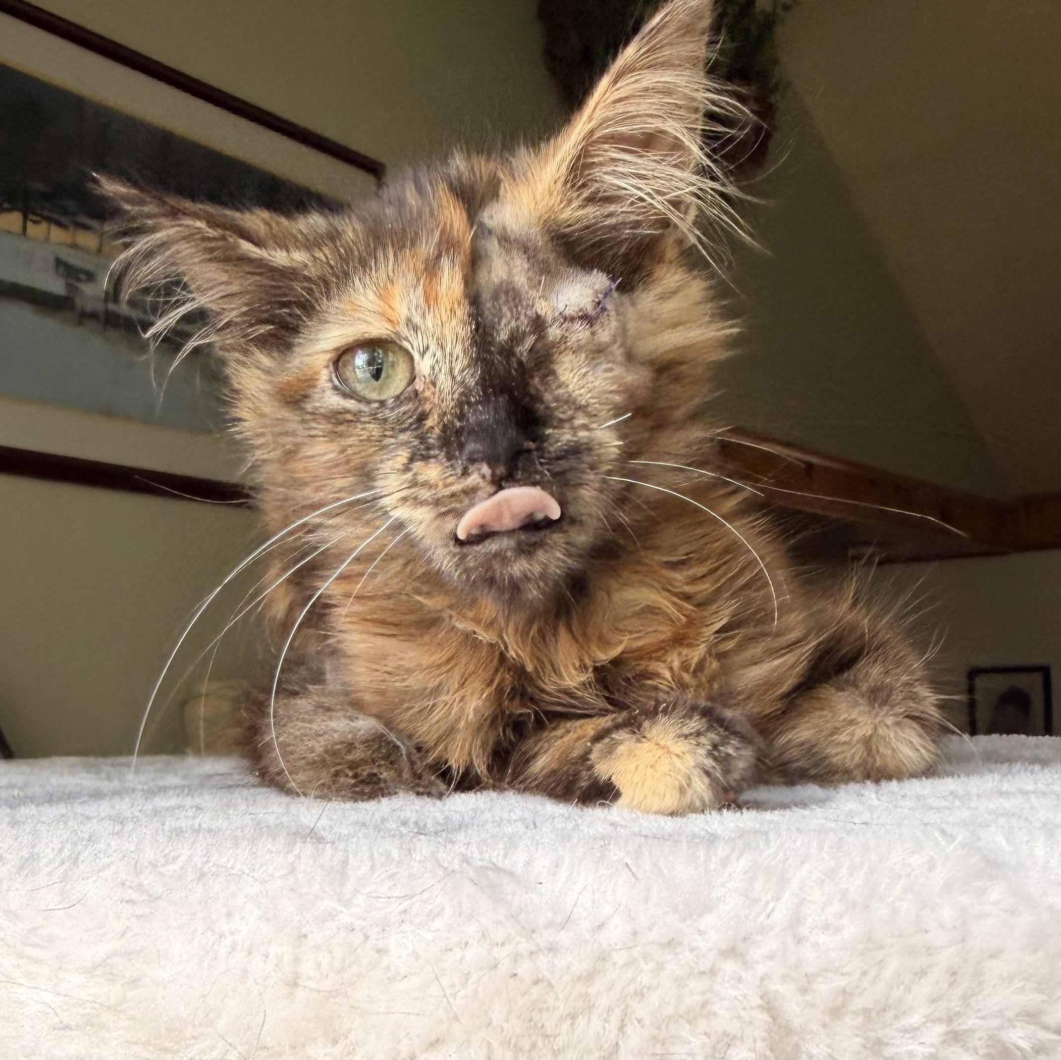 Enlarge Sonar, a Adopted Domestic Medium Hair in Scranton, PA image 2/6