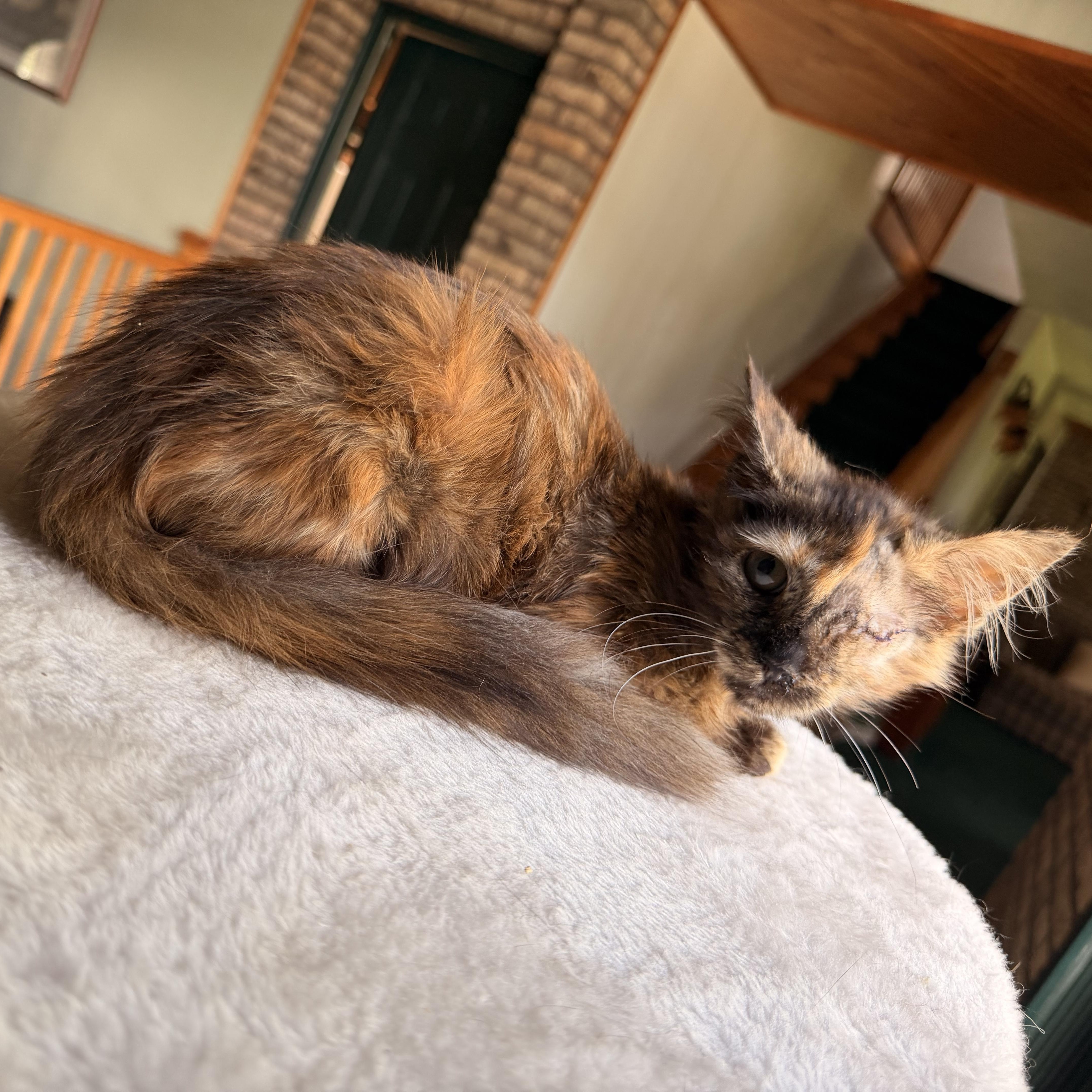 Enlarge Sonar, a Adopted Domestic Medium Hair in Scranton, PA image 4/6