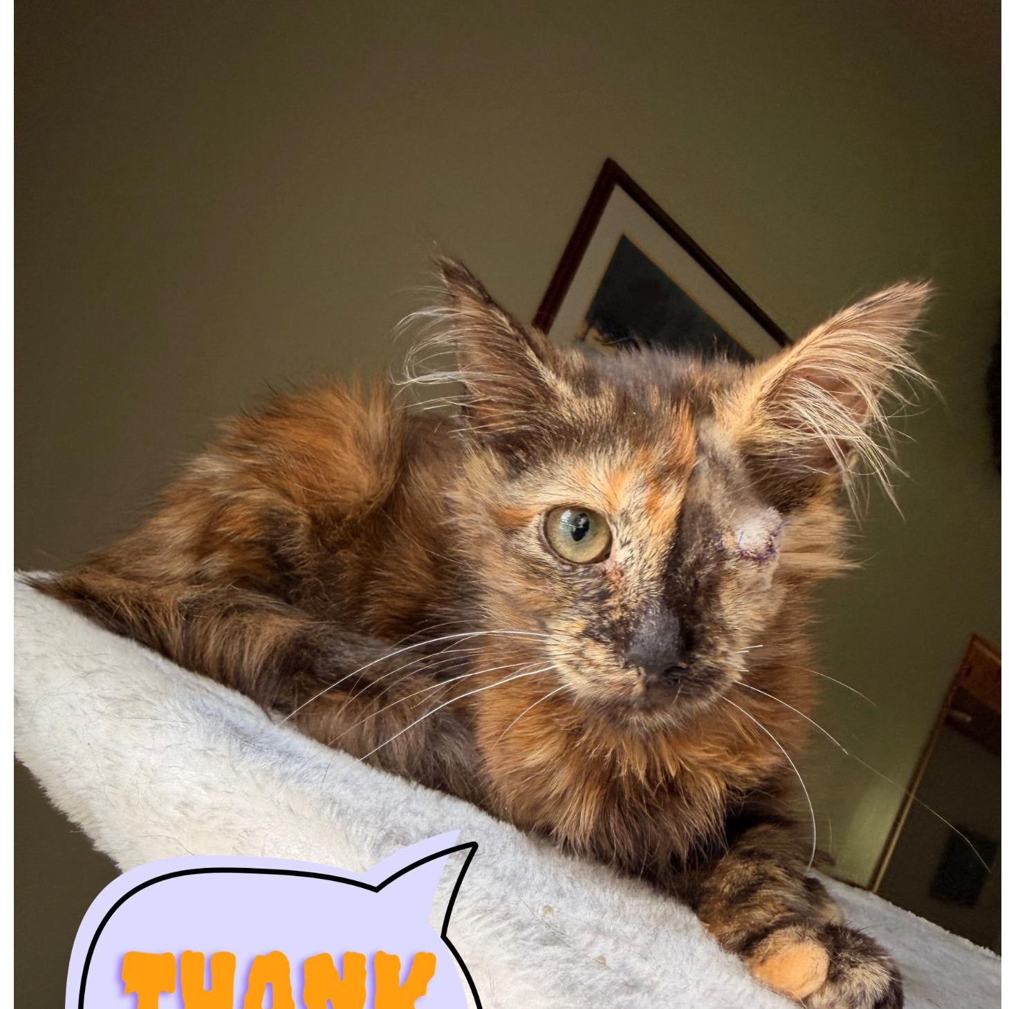 Enlarge Sonar, a Adopted Domestic Medium Hair in Scranton, PA image 5/6