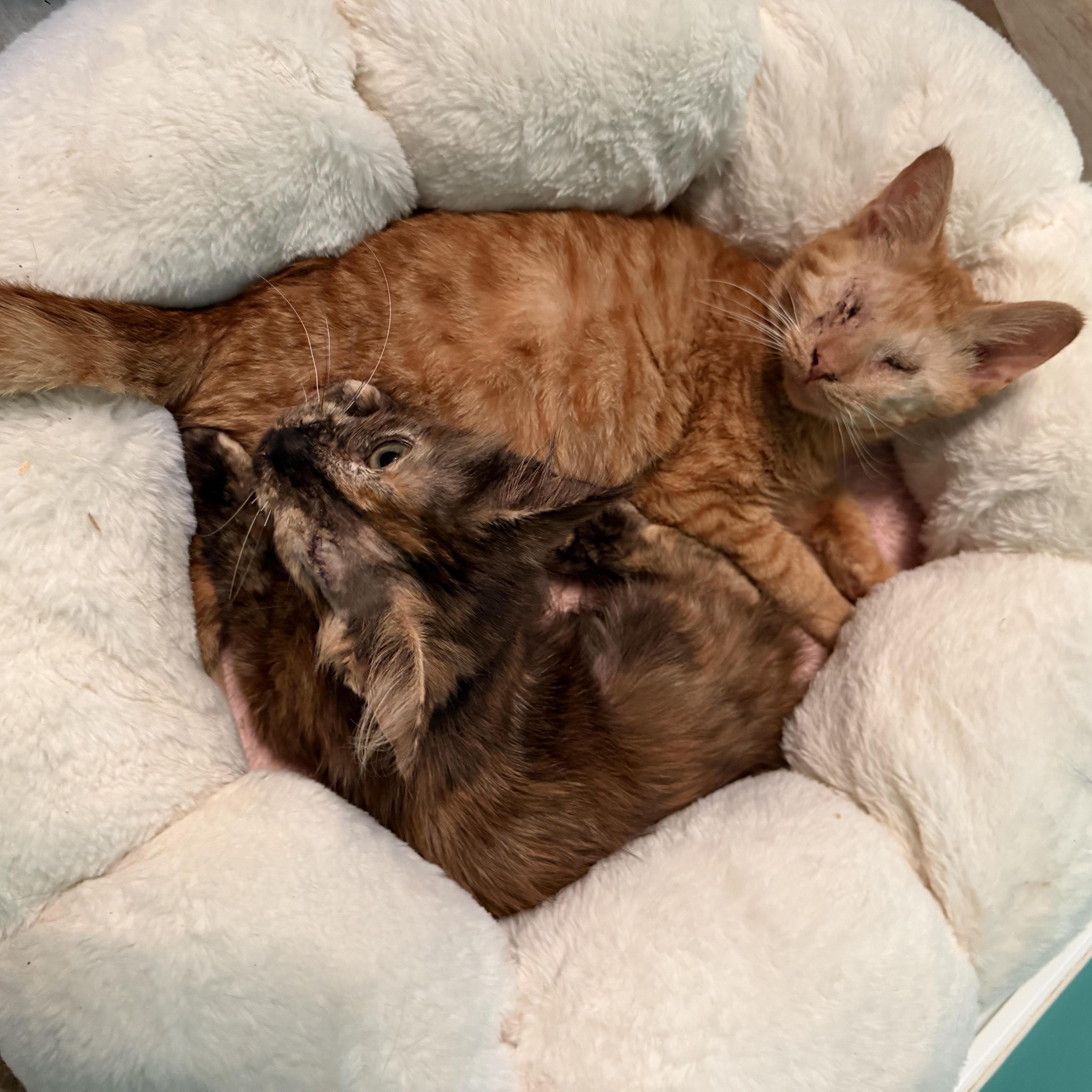 Enlarge Sonar, a Adopted Domestic Medium Hair in Scranton, PA image 6/6