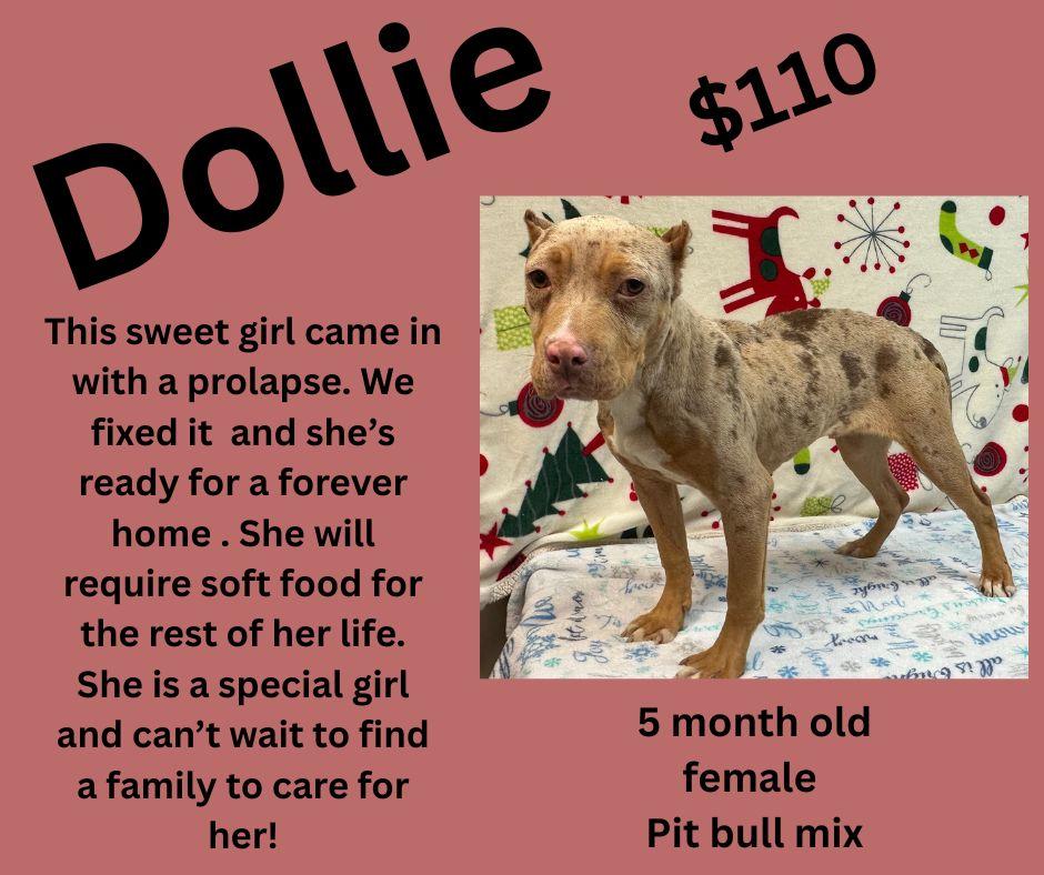 Enlarge Dollie, a ADOPTABLE mixed breed in Decatur, AL image 1/1