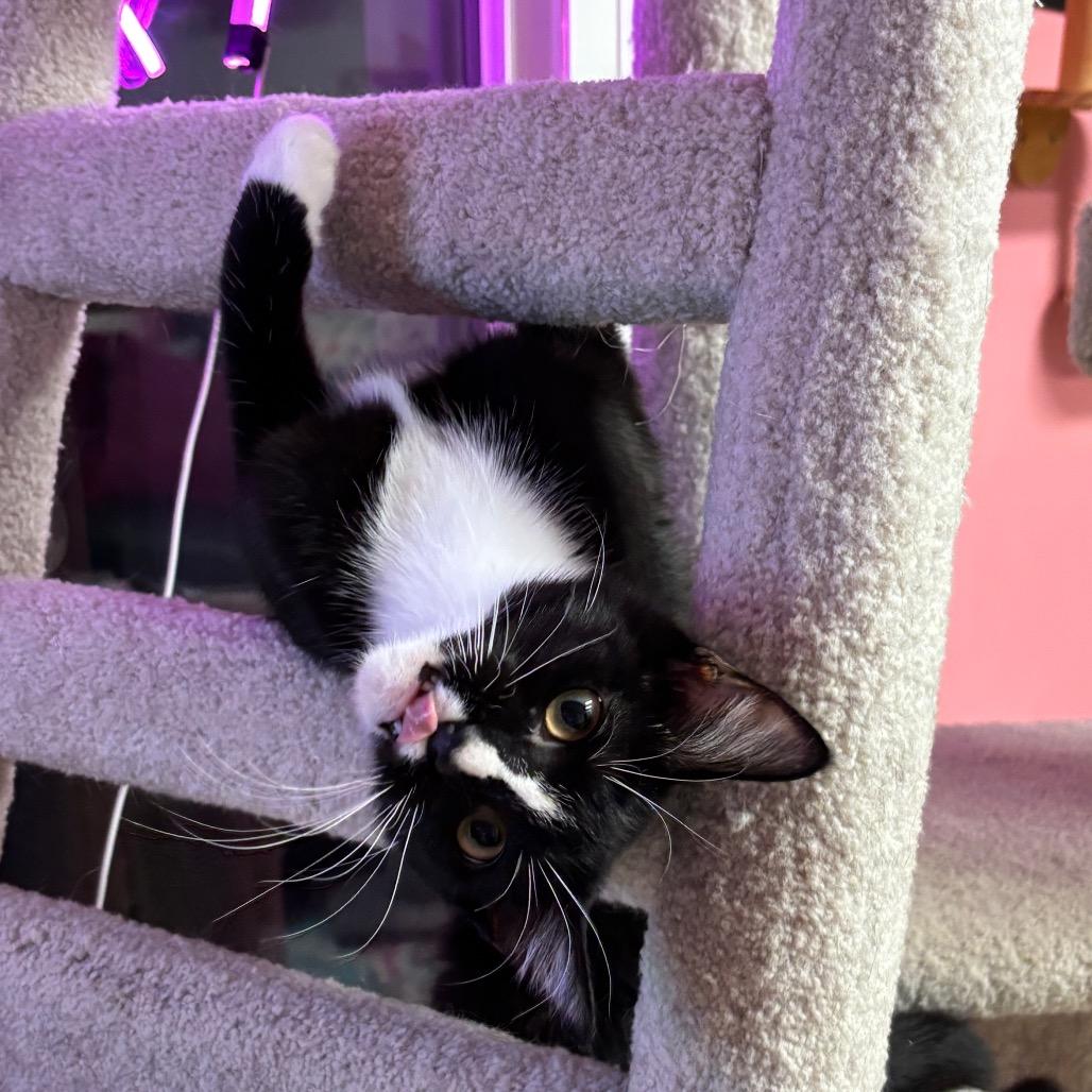 Ivy, Adoptable, Young Female Domestic Short Hair.