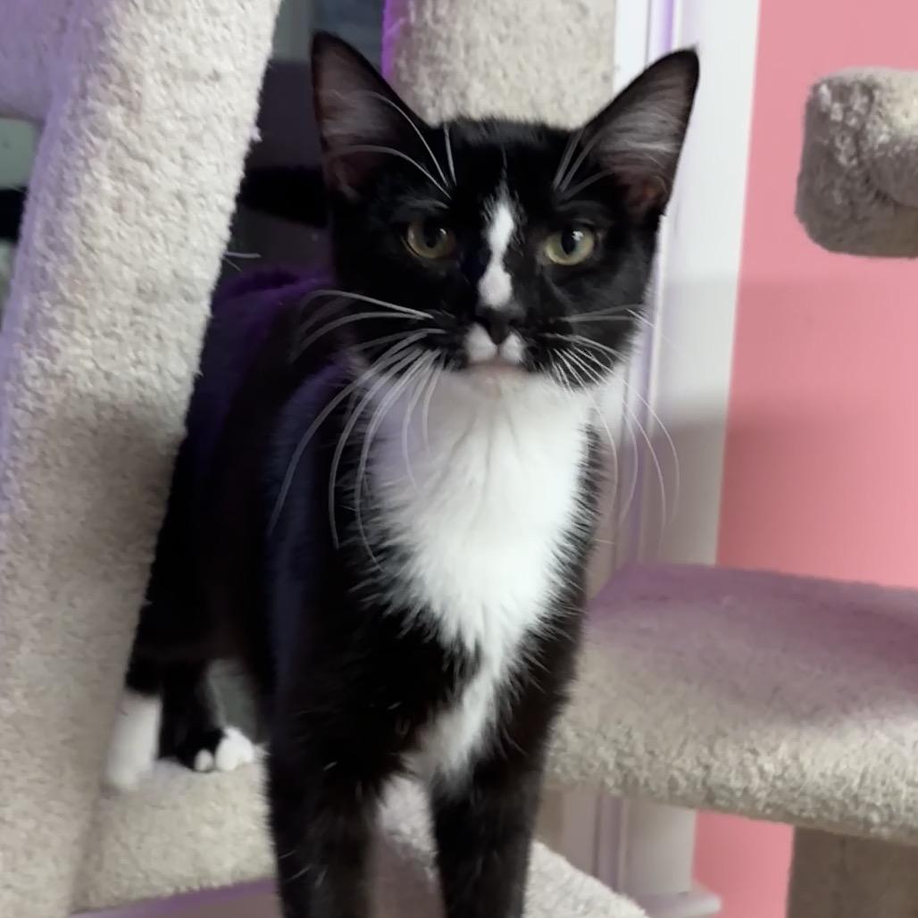 Enlarge Ivy, a Adoptable Domestic Short Hair in Granville, OH image 2/6