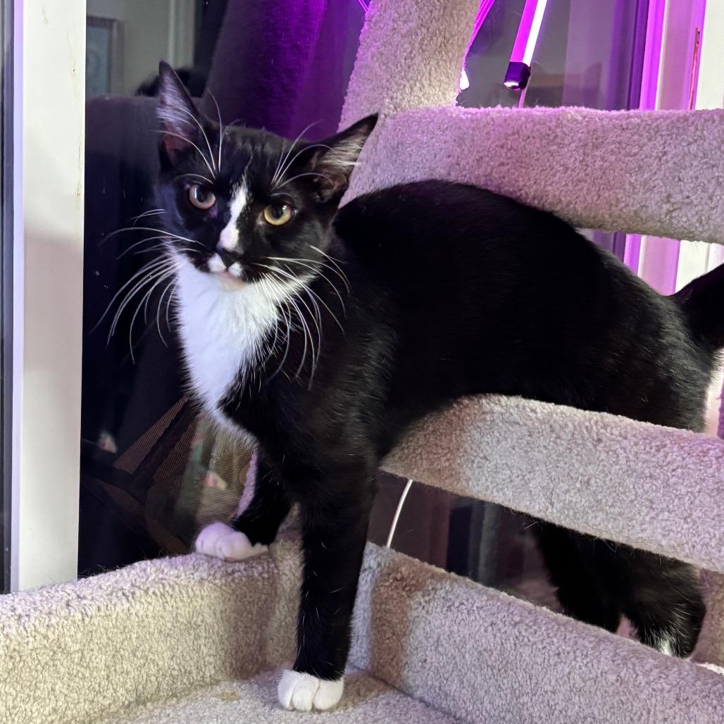 Enlarge Ivy, a Adoptable Domestic Short Hair in Granville, OH image 3/6