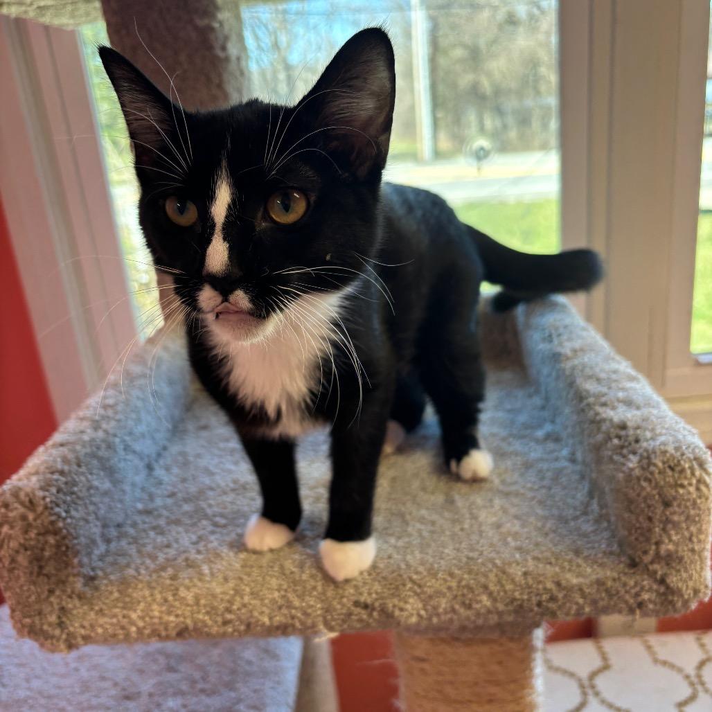 Enlarge Ivy, a Adoptable Domestic Short Hair in Granville, OH image 4/6