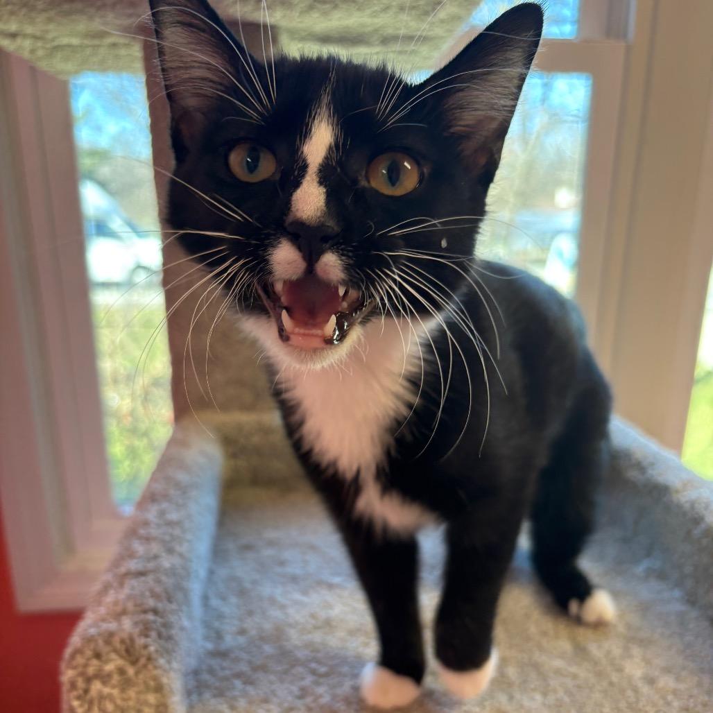 Enlarge Ivy, a Adoptable Domestic Short Hair in Granville, OH image 5/6