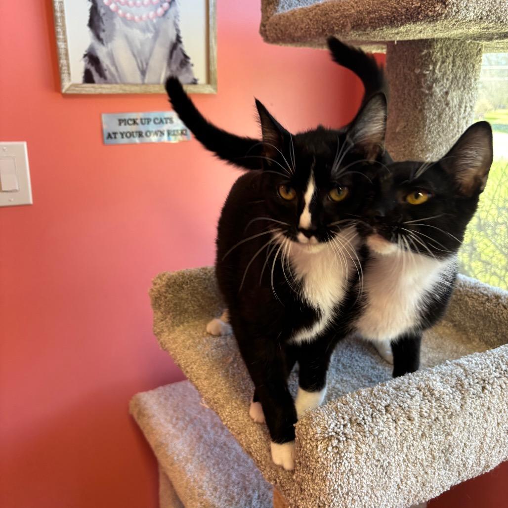 Enlarge Ivy, a Adoptable Domestic Short Hair in Granville, OH image 6/6