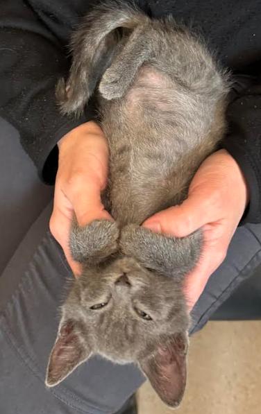 Enlarge Clyde, a Adopted Domestic Short Hair in Vancouver, WA image 5/6