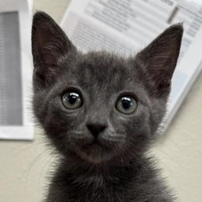 Enlarge Clyde, a Adopted Domestic Short Hair in Vancouver, WA image 4/6
