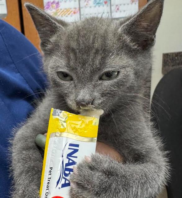 Enlarge Clyde, a Adopted Domestic Short Hair in Vancouver, WA image 6/6