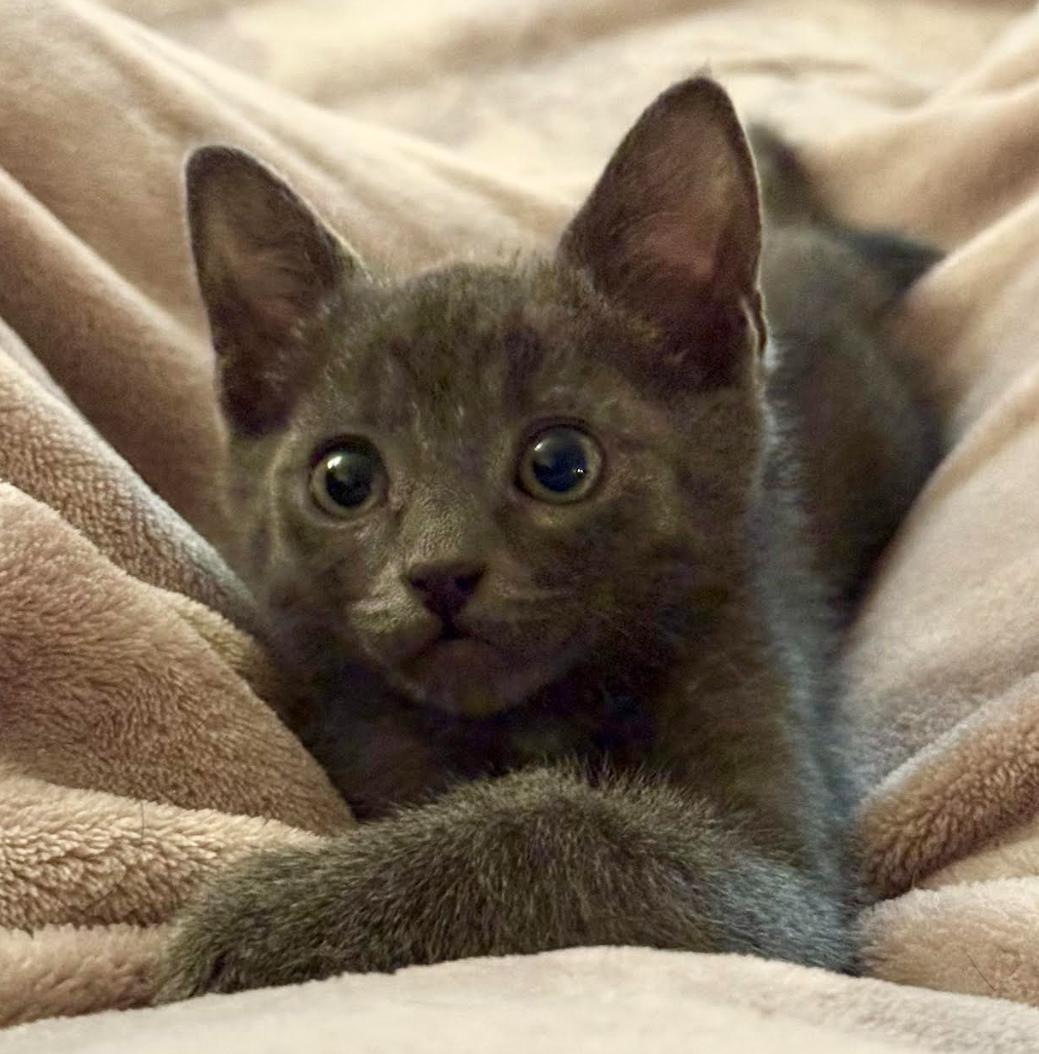 Enlarge Clyde, a Adopted Domestic Short Hair in Vancouver, WA image 1/6