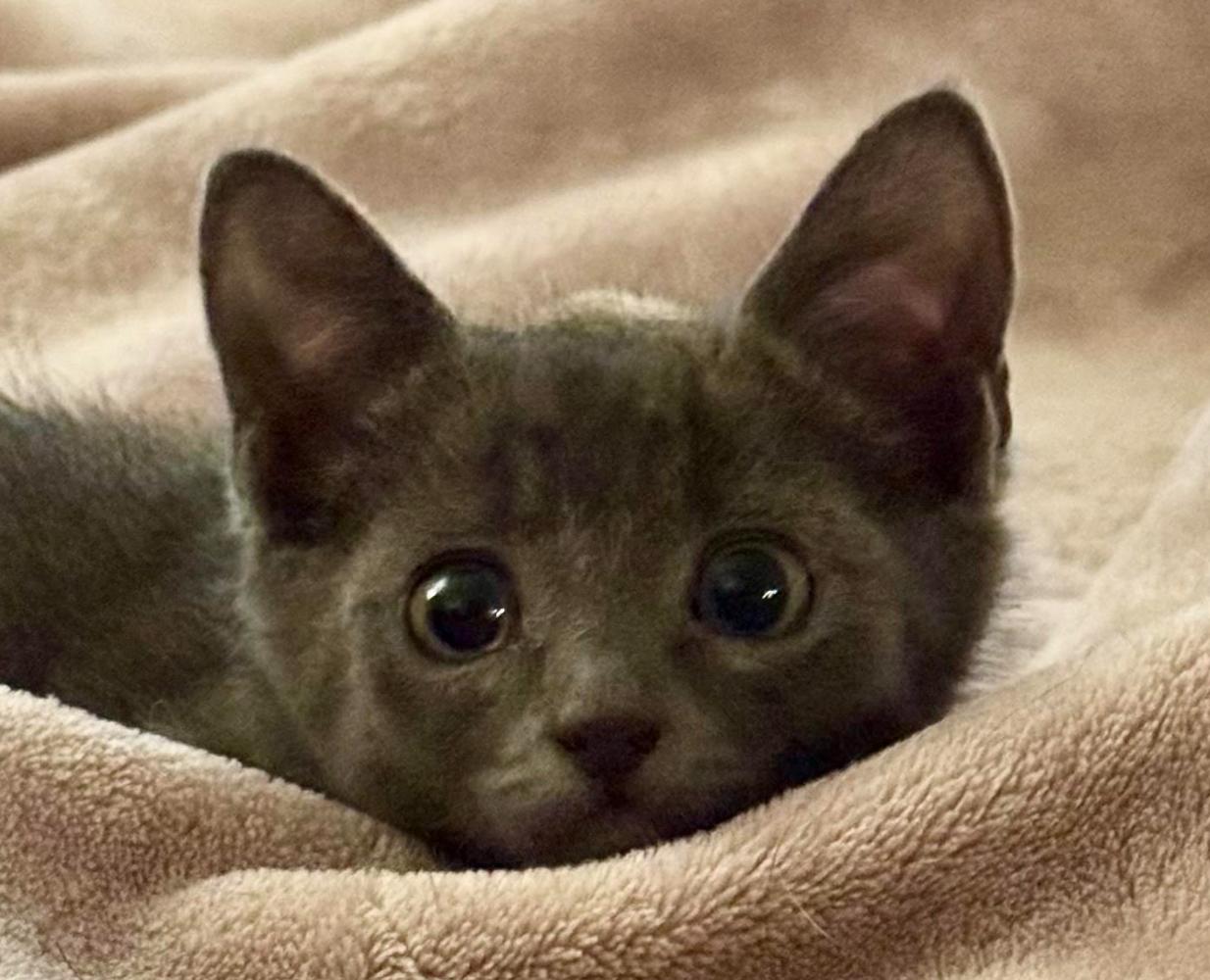 Enlarge Clyde, a Adopted Domestic Short Hair in Vancouver, WA image 2/6