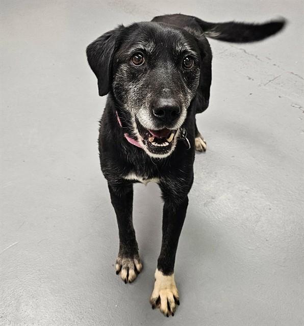 Lily, ADOPTABLE, Senior Female Black Labrador Retriever.