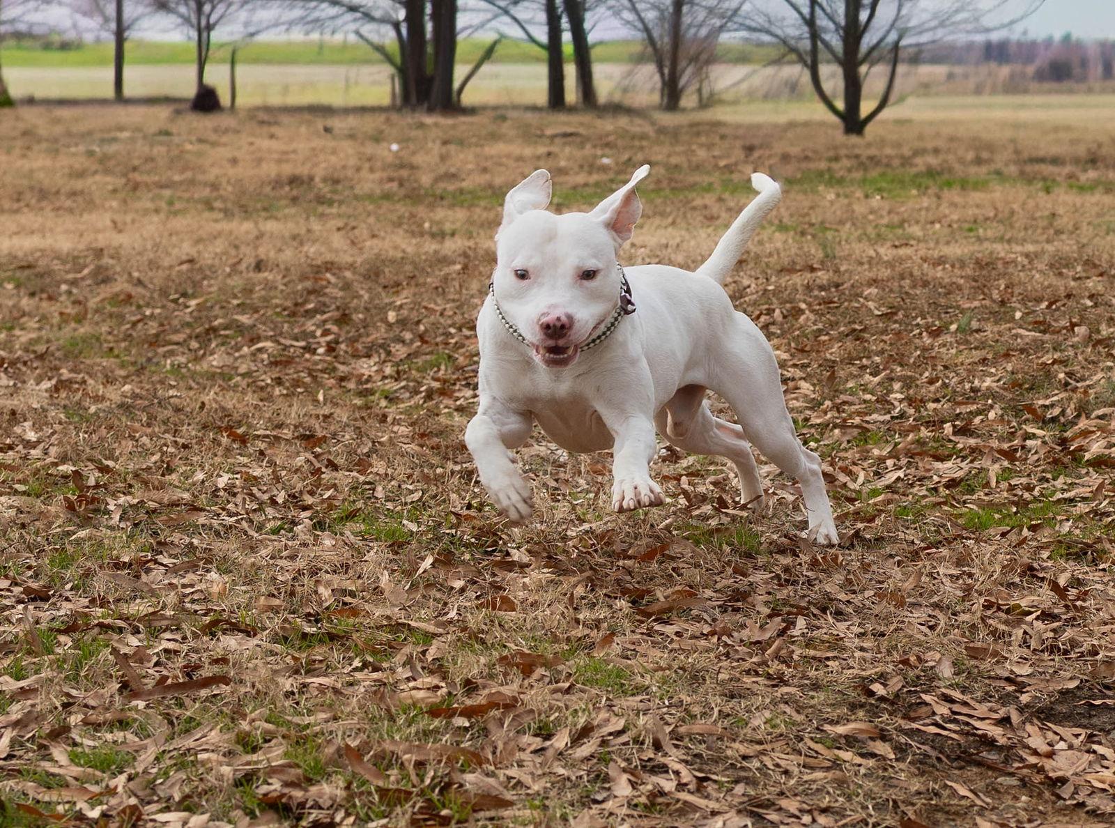 Enlarge Marty, a Adoptable Mixed Breed in Durham, NC image 1/3