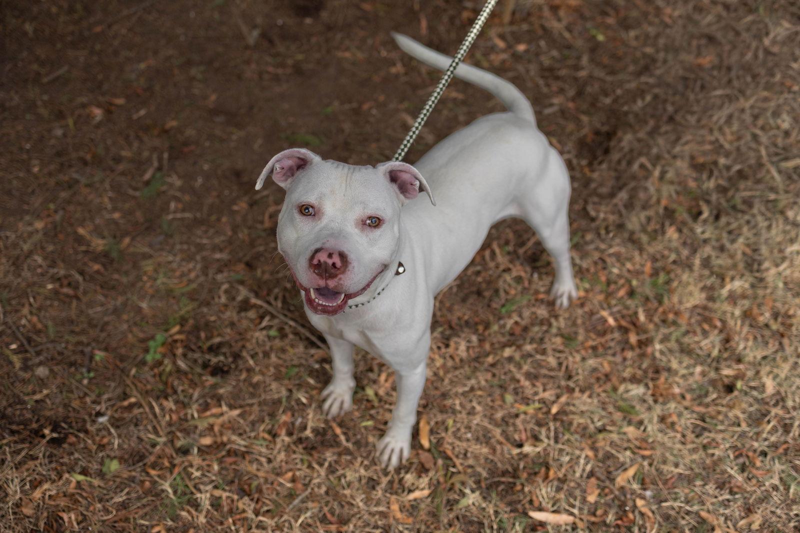 Enlarge Marty, a Adoptable Mixed Breed in Durham, NC image 2/3