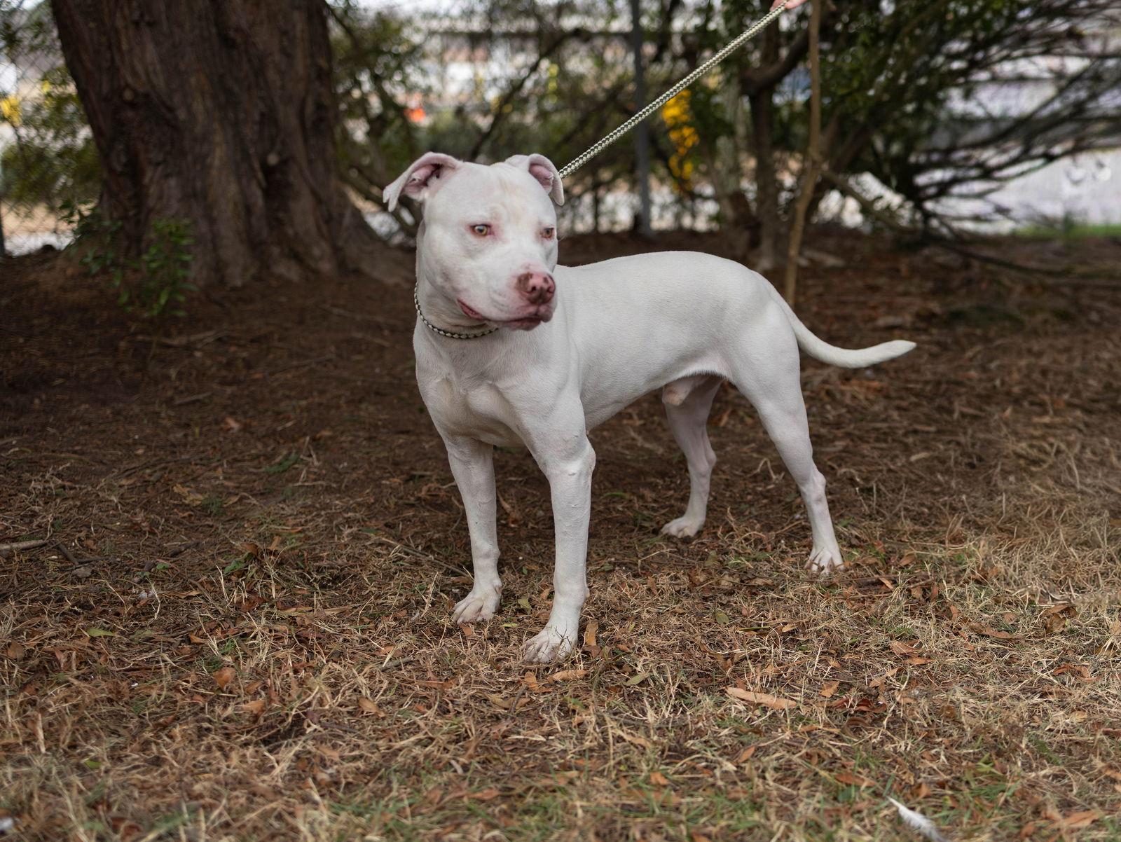 Enlarge Marty, a Adoptable Mixed Breed in Durham, NC image 3/3