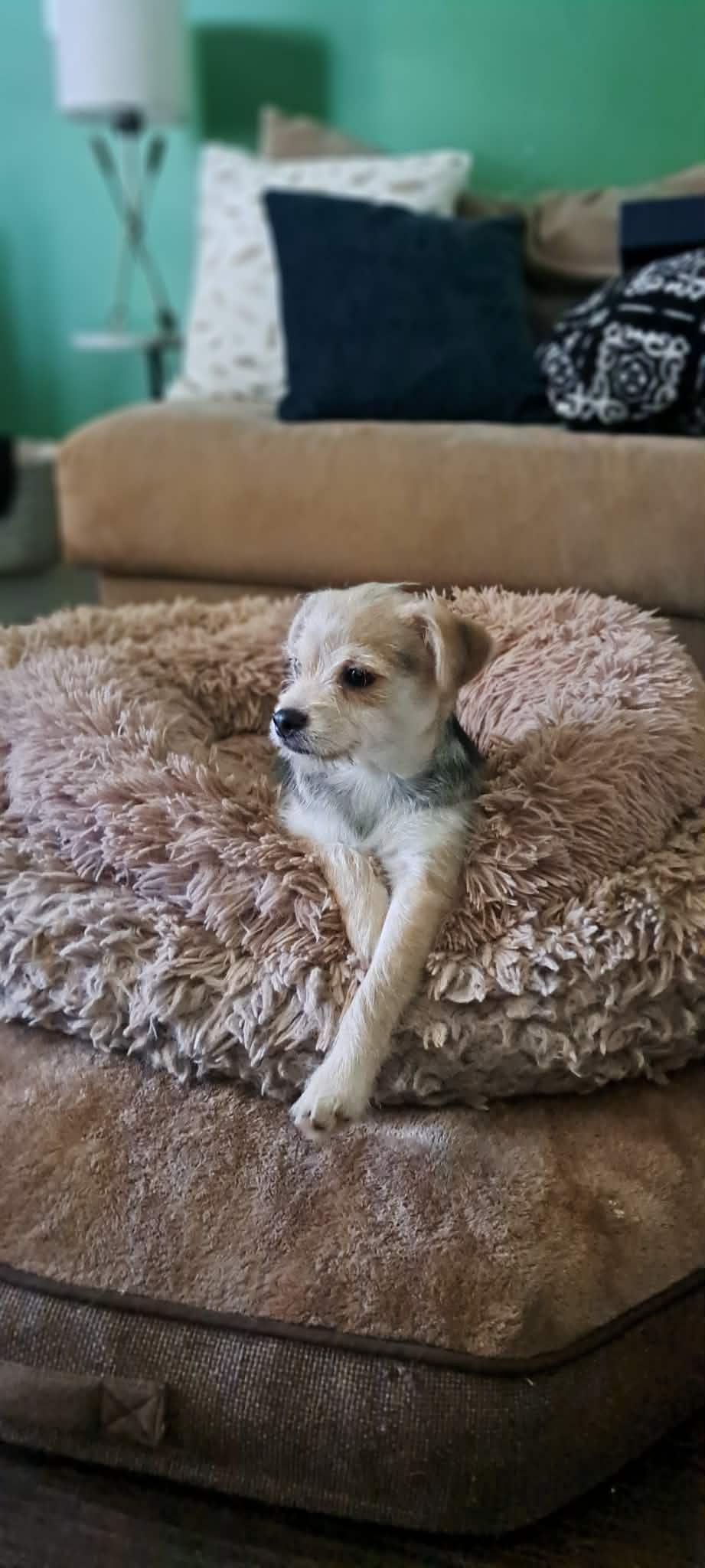 Enlarge Winnie, an adopted mixed breed in Winston-Salem, NC image 2/6