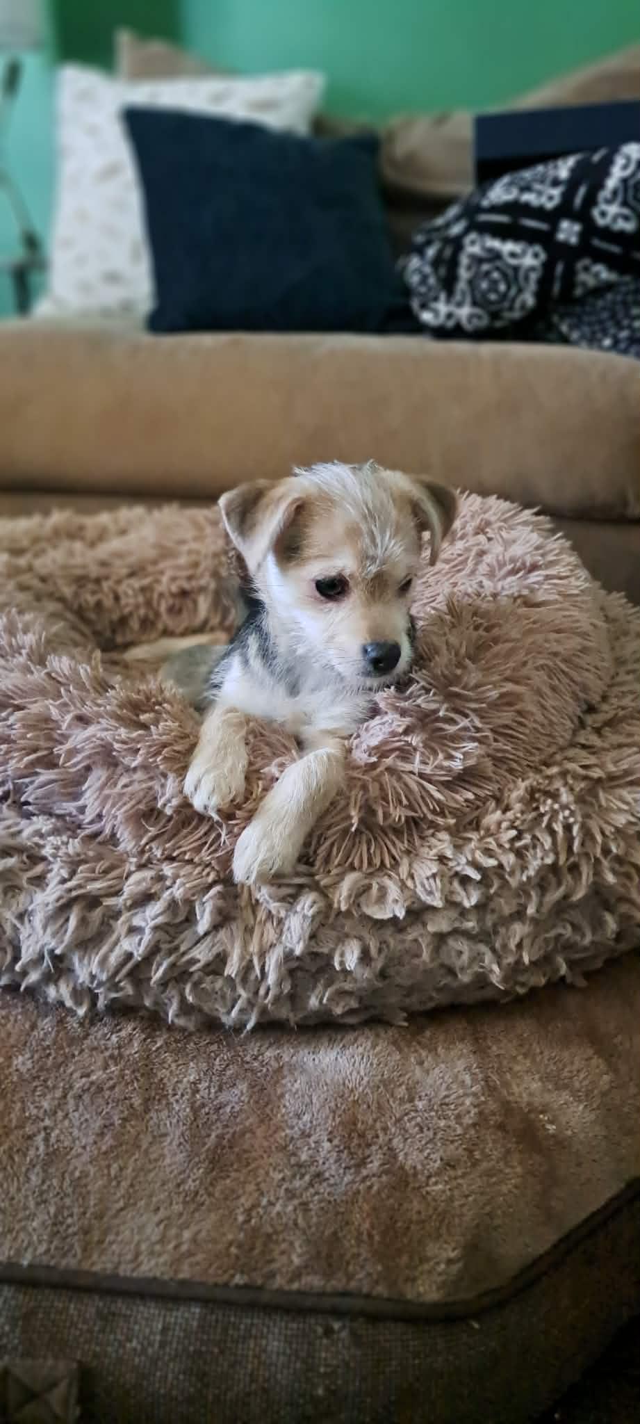 Enlarge Winnie, an adopted mixed breed in Winston-Salem, NC image 5/6