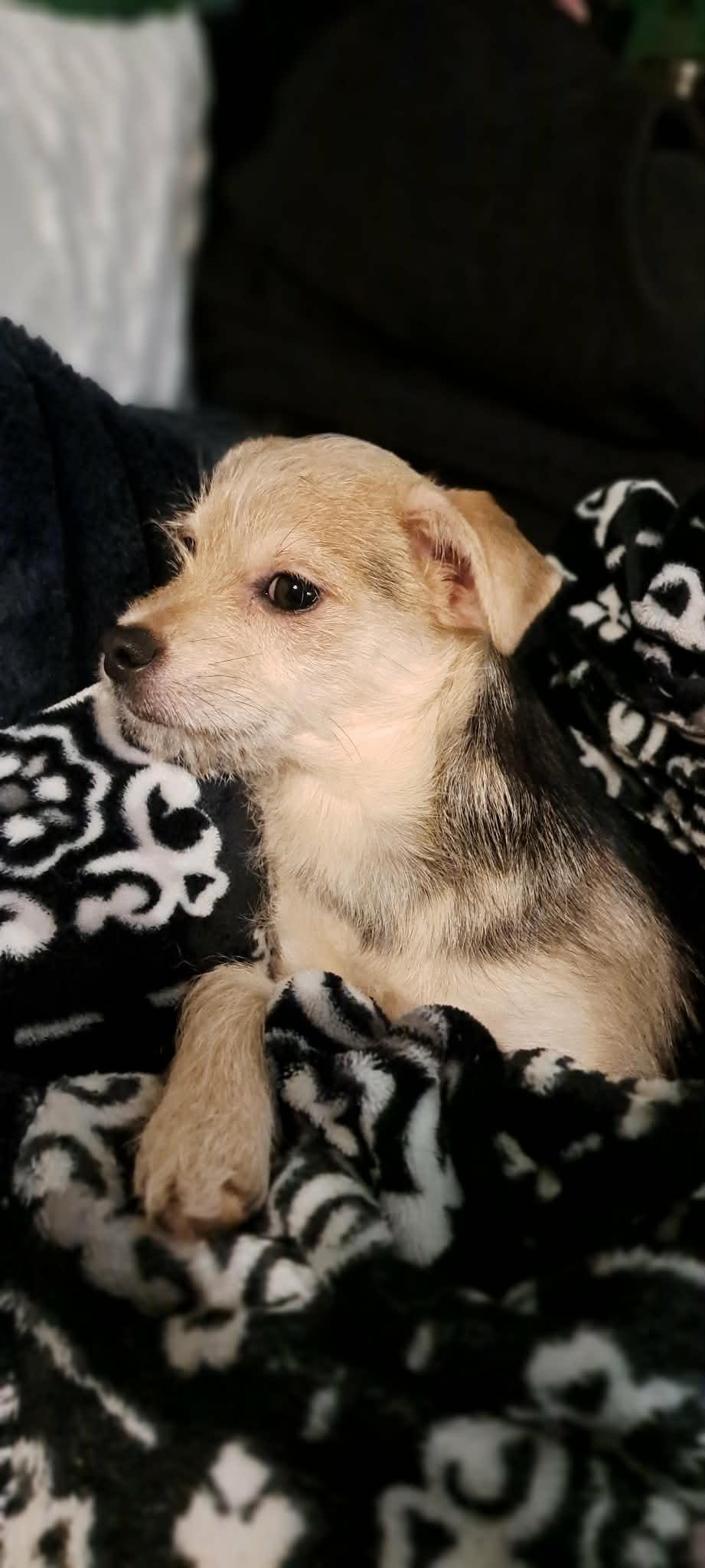 Enlarge Winnie, an adopted mixed breed in Winston-Salem, NC image 6/6