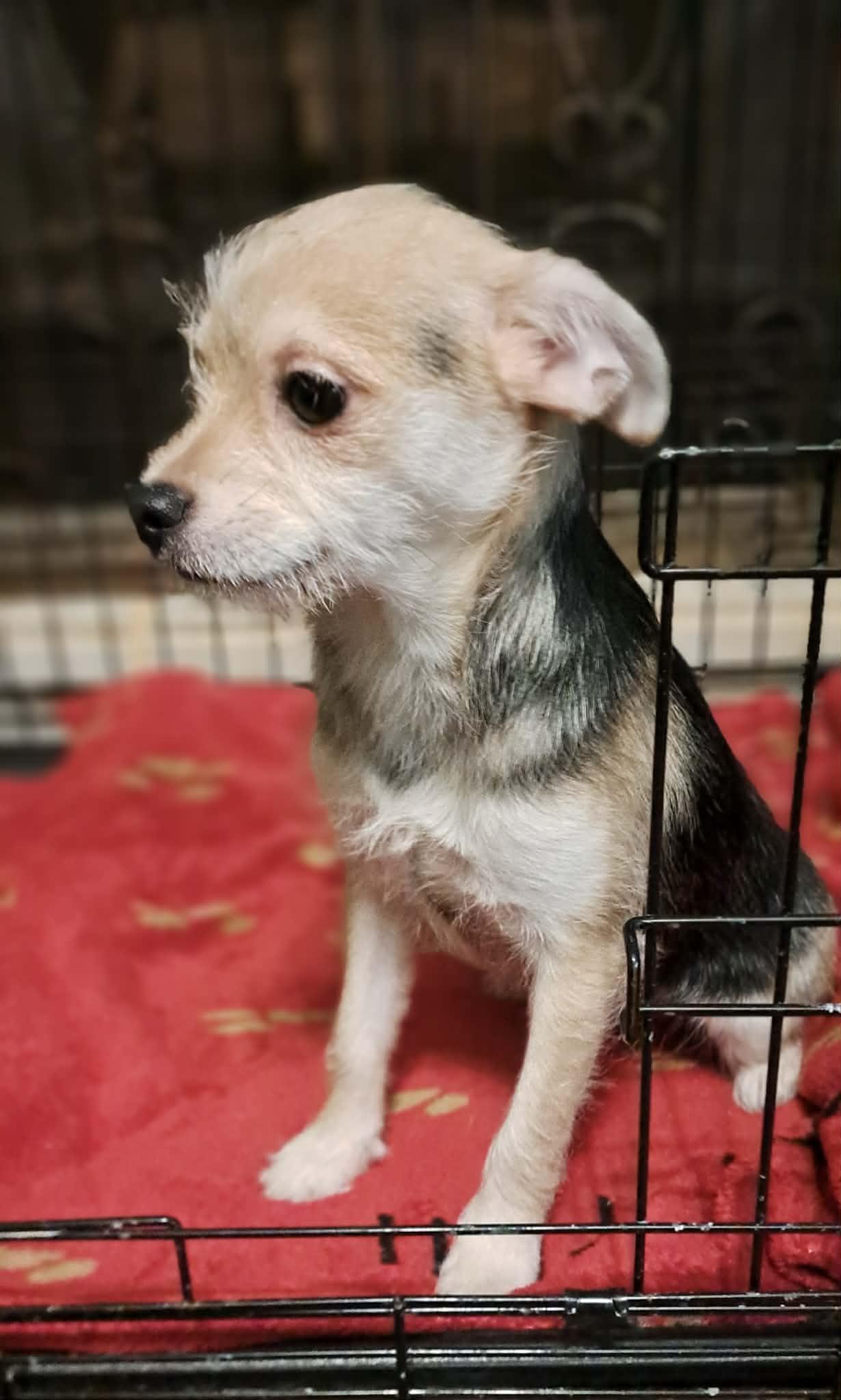 Enlarge Winnie, an adopted mixed breed in Winston-Salem, NC image 3/6