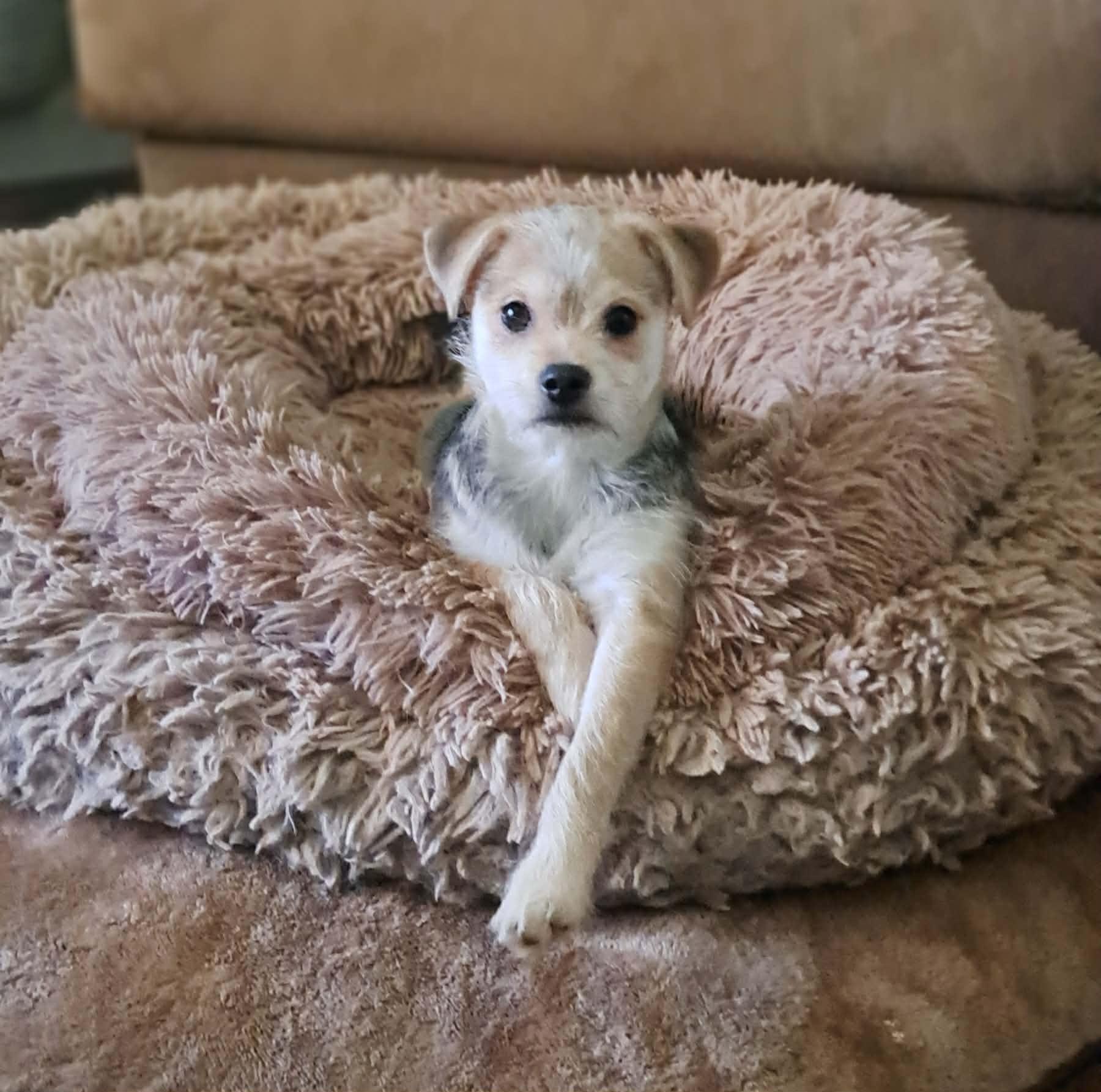 Winnie, adopted, Young Female Chiweenie.