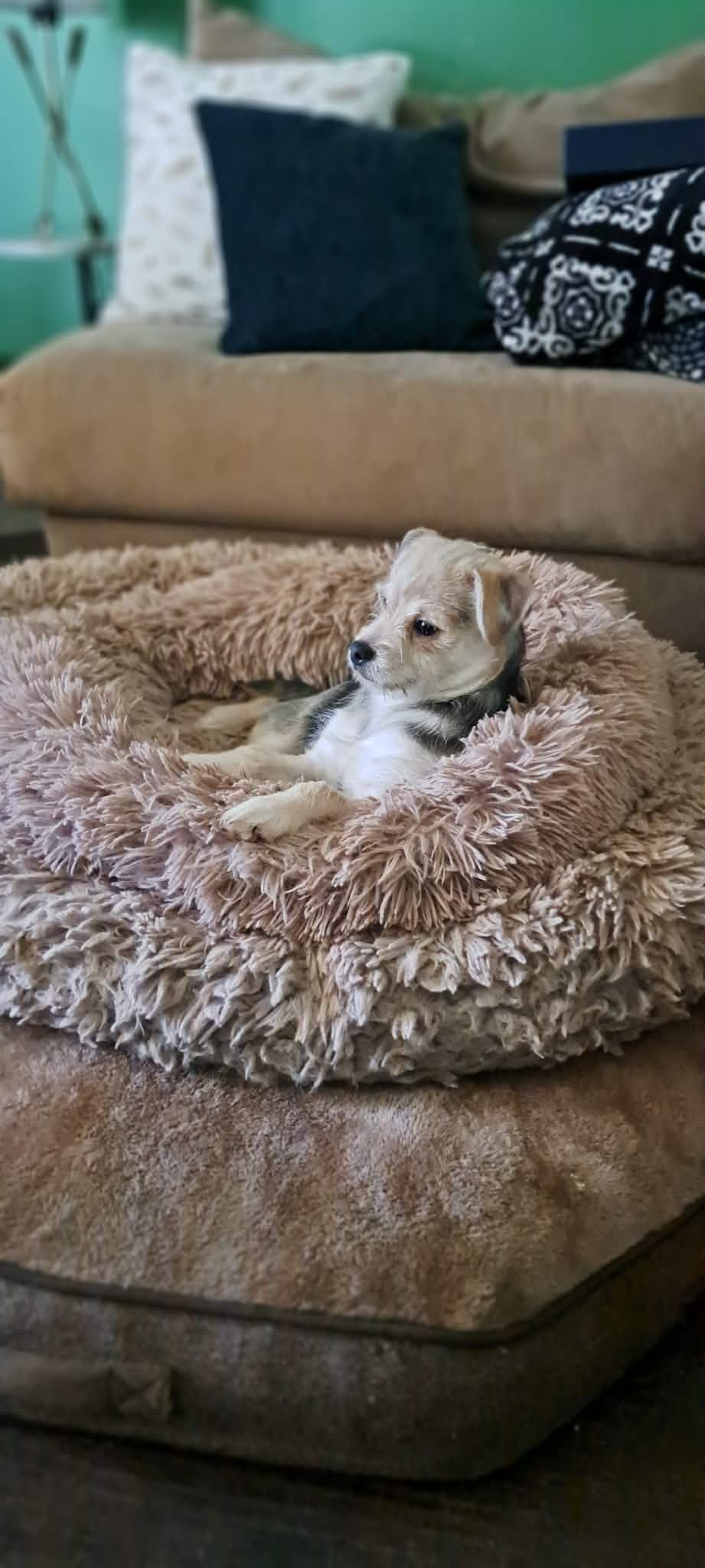 Enlarge Winnie, an adopted mixed breed in Winston-Salem, NC image 4/6