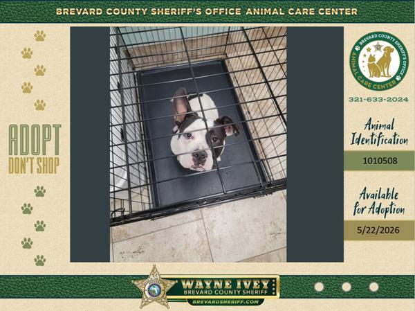 Spongebob, Adoptable, Young Male Mixed Breed.