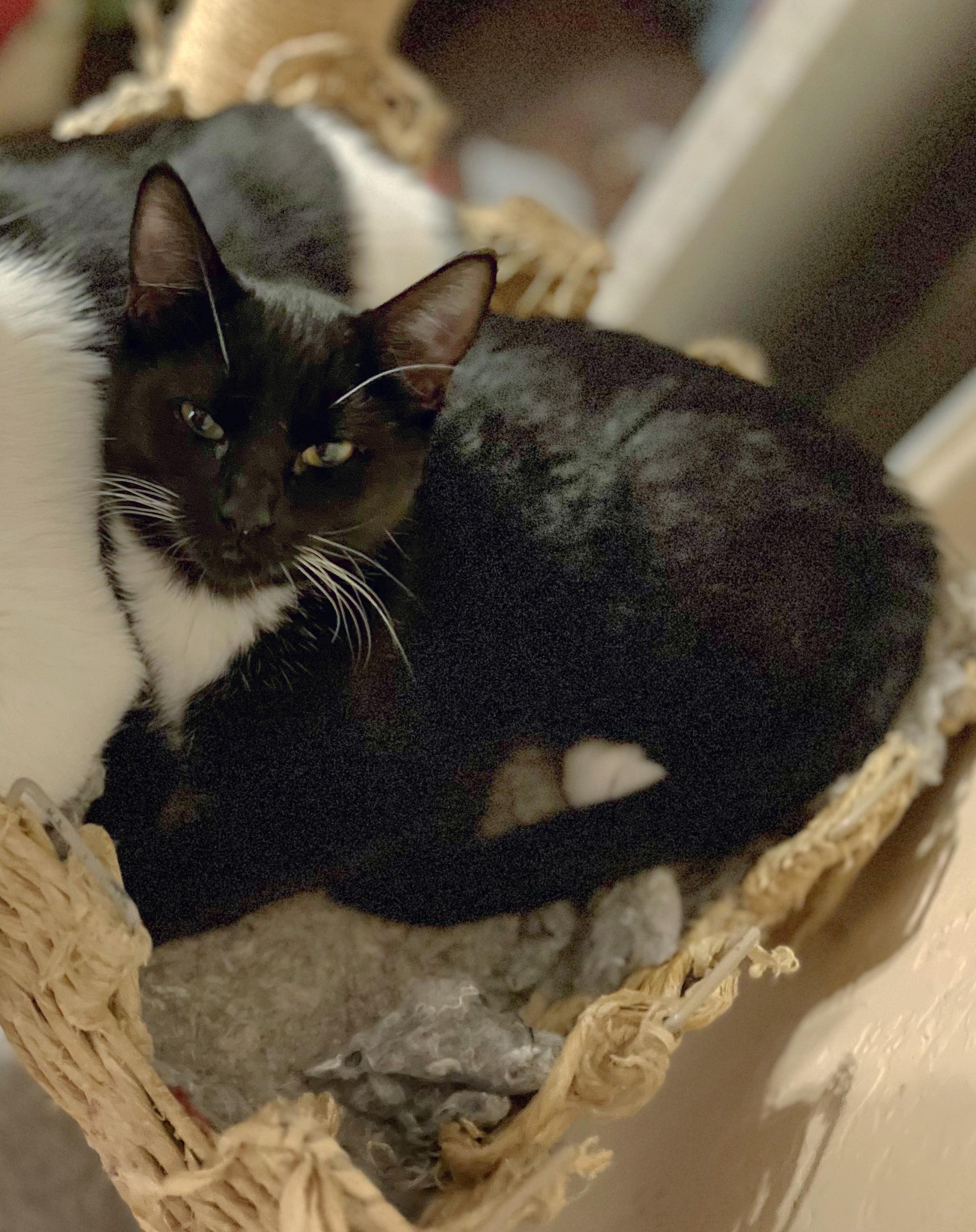 Enlarge Sadie, a Adopted Tuxedo in Mesa, AZ image 1/4