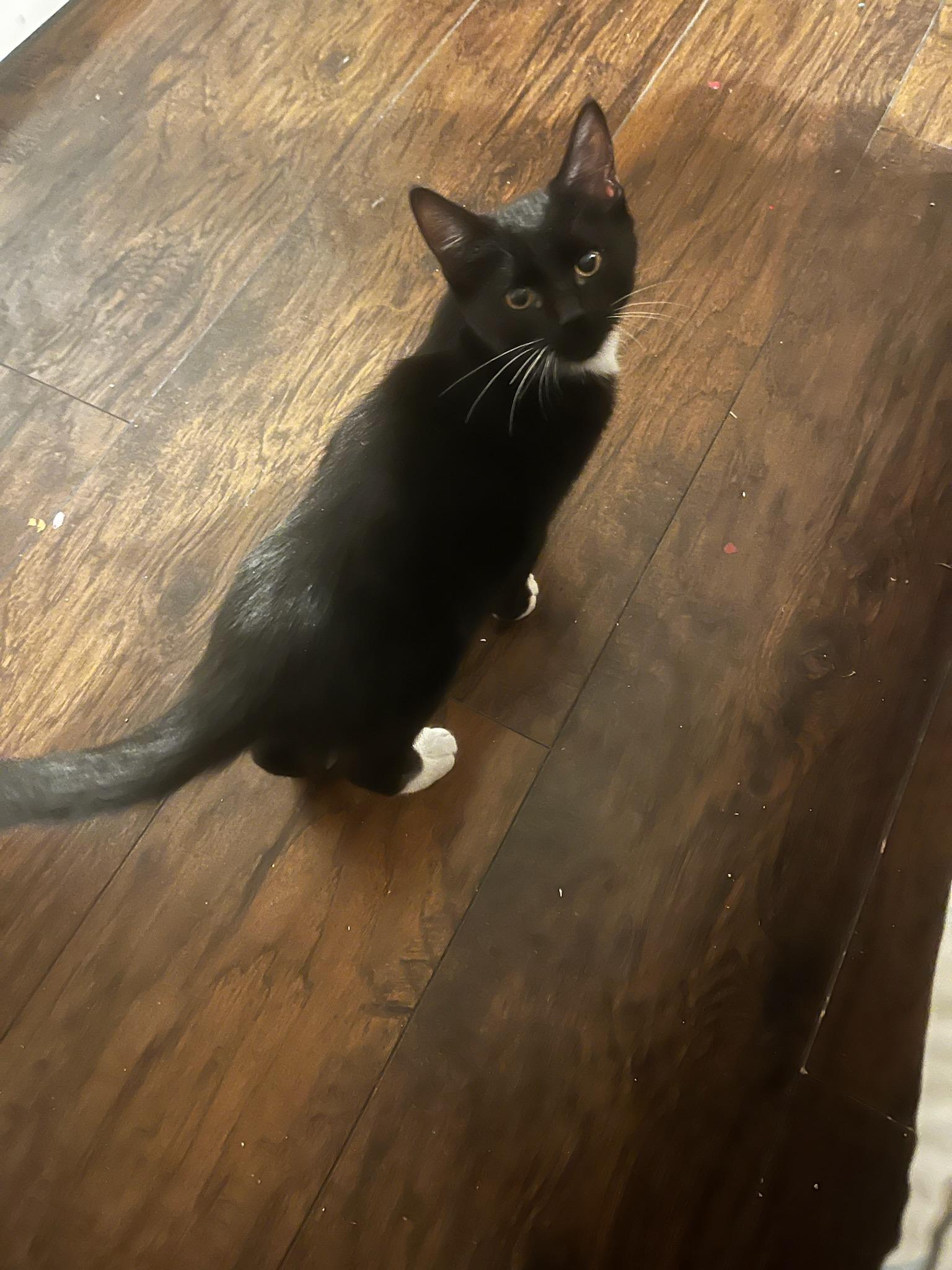 Enlarge Sadie, a Adopted Tuxedo in Mesa, AZ image 3/4