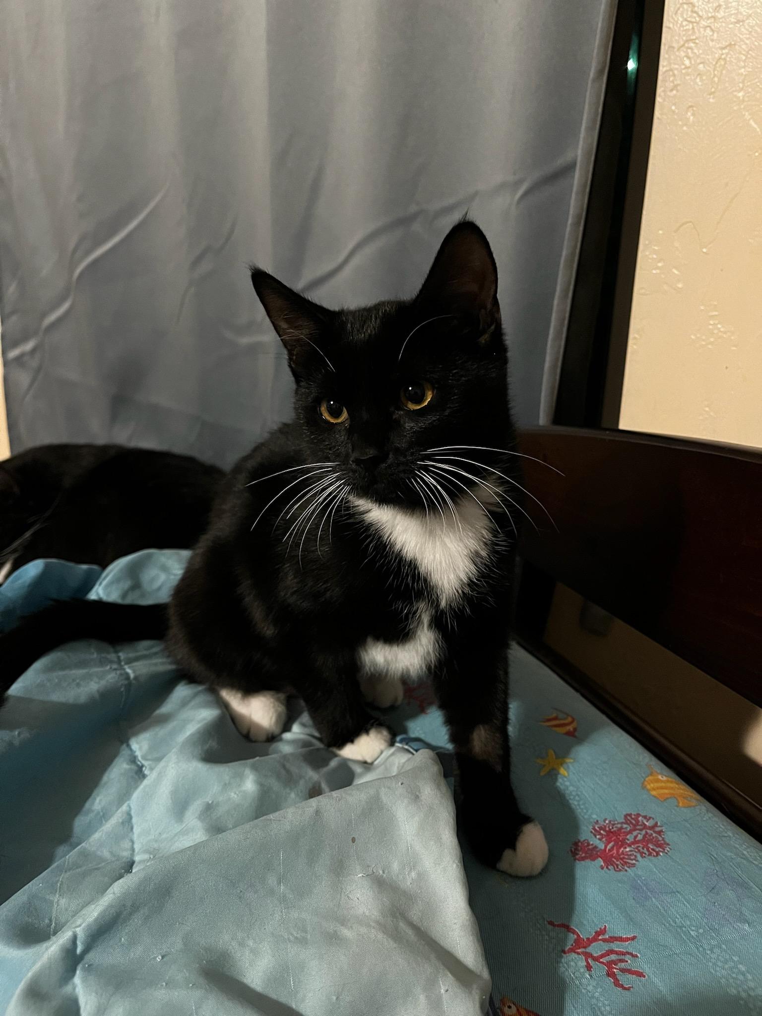 Enlarge Sadie, a Adopted Tuxedo in Mesa, AZ image 4/4