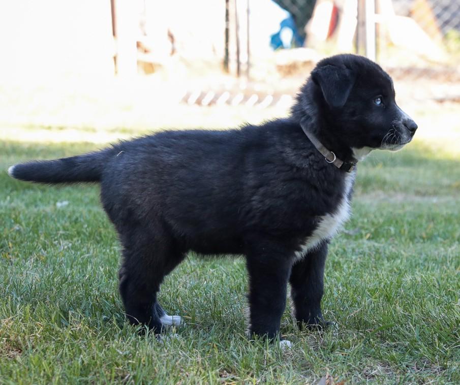 Enlarge Slick, a Adoptable mixed breed in Minneapolis, MN image 3/5