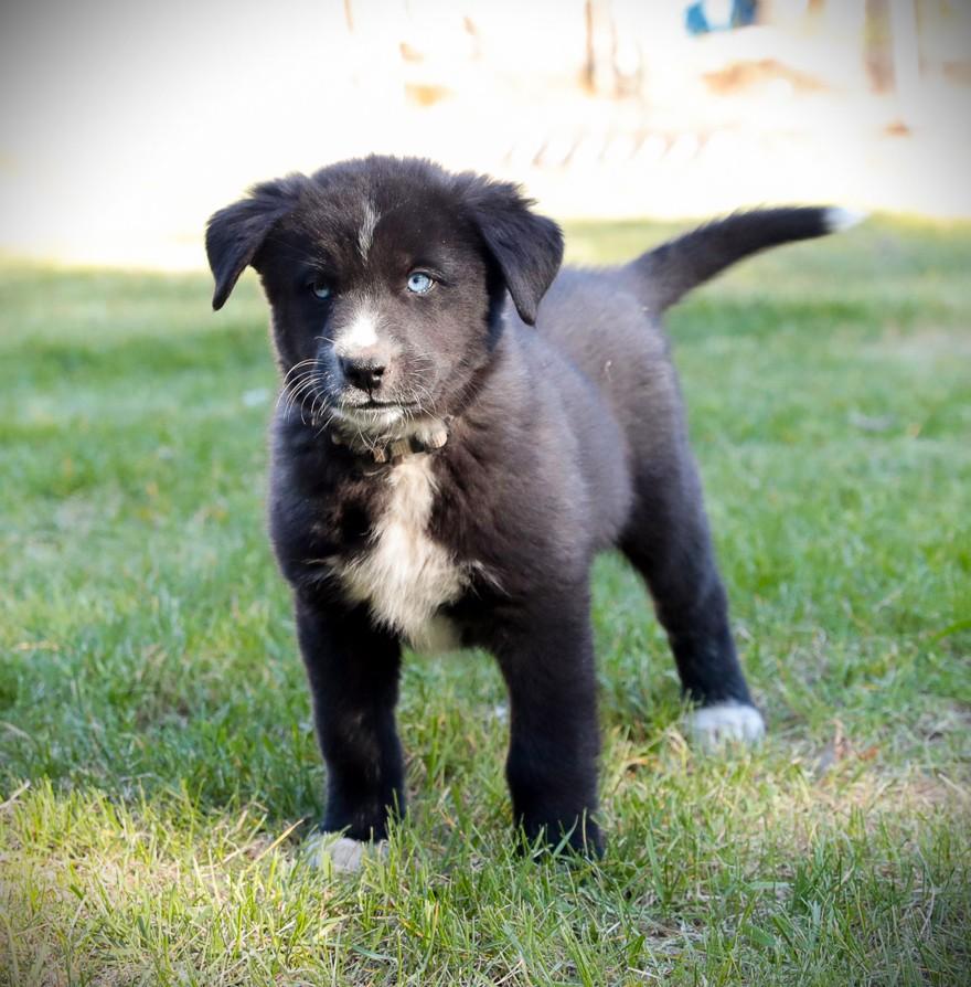 Enlarge Slick, a Adoptable mixed breed in Minneapolis, MN image 1/5
