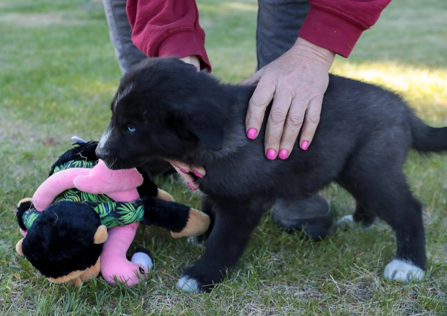Enlarge Slick, a Adoptable mixed breed in Minneapolis, MN image 2/5