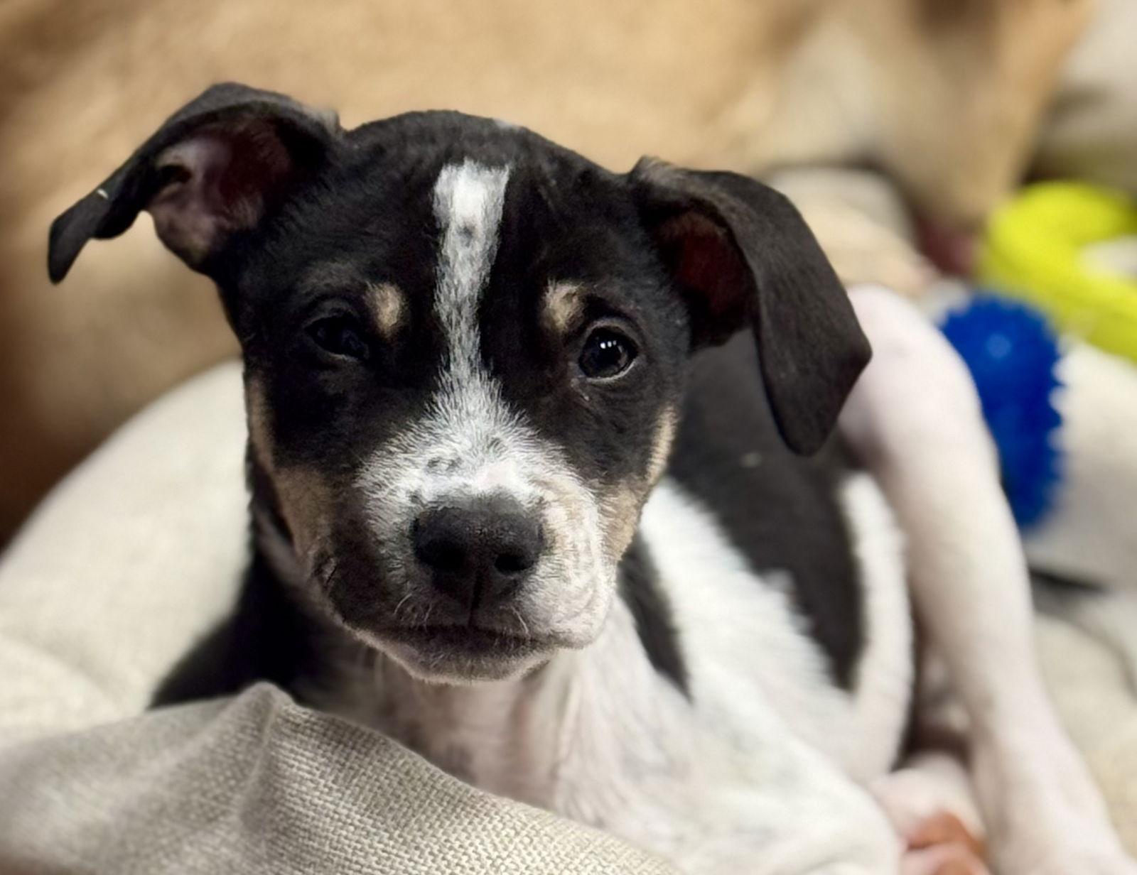 Loki, adoptable, Puppy Male Labrador Retriever.