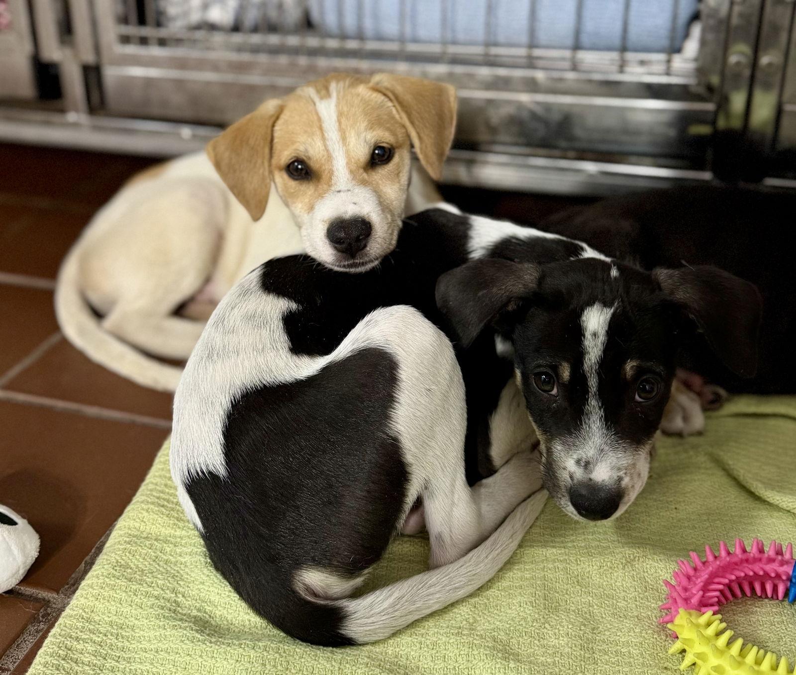 Enlarge Loki, an adoptable Labrador Retriever in Lake Hopatcong, NJ image 2/3